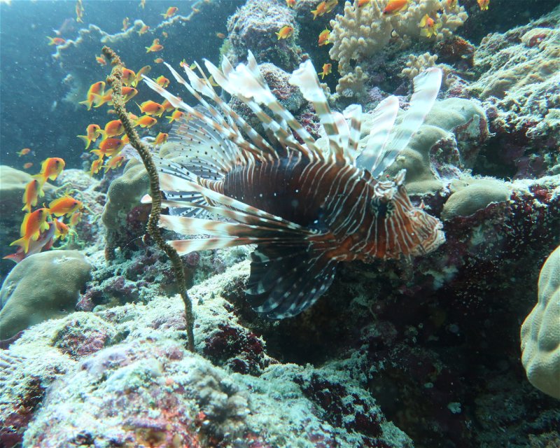 Divesite Image