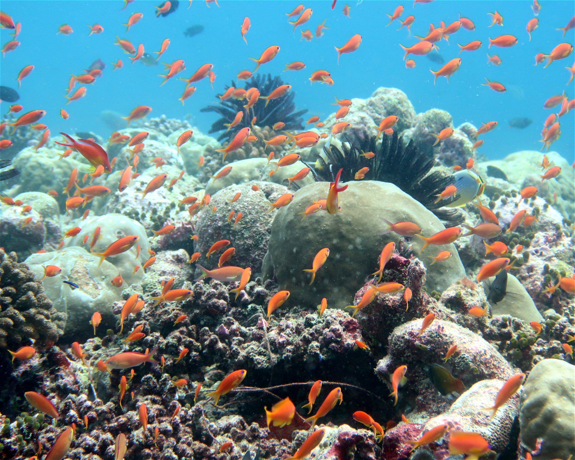 DivePoint Meedhupparu, 960 Meedhupparu