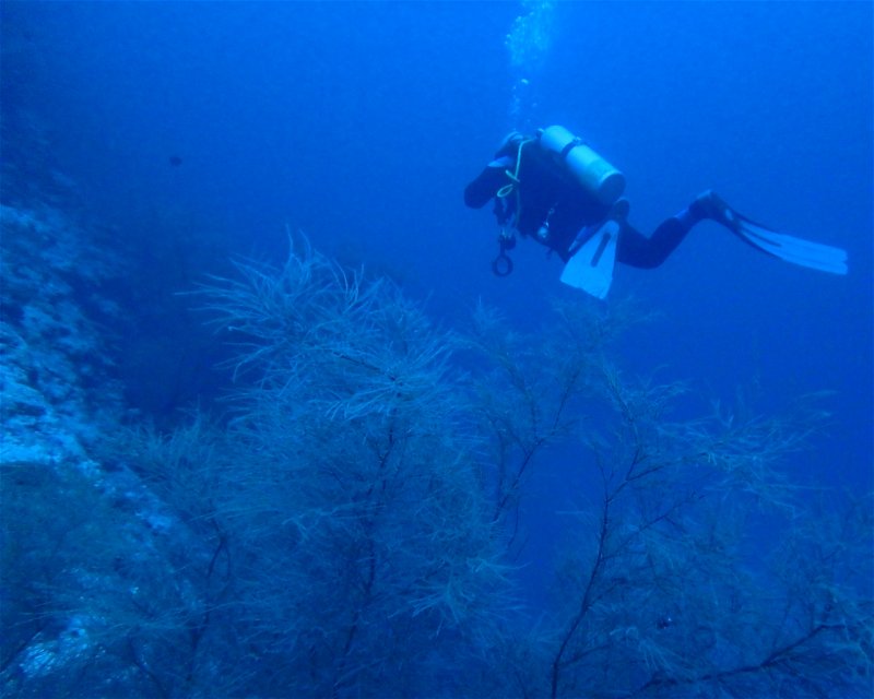 Divesite Image