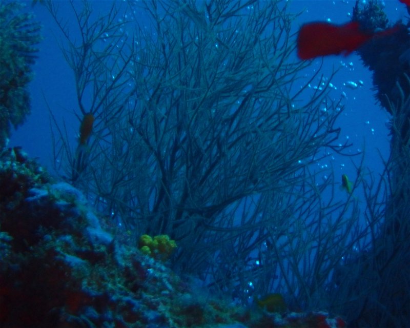 Divesite Image