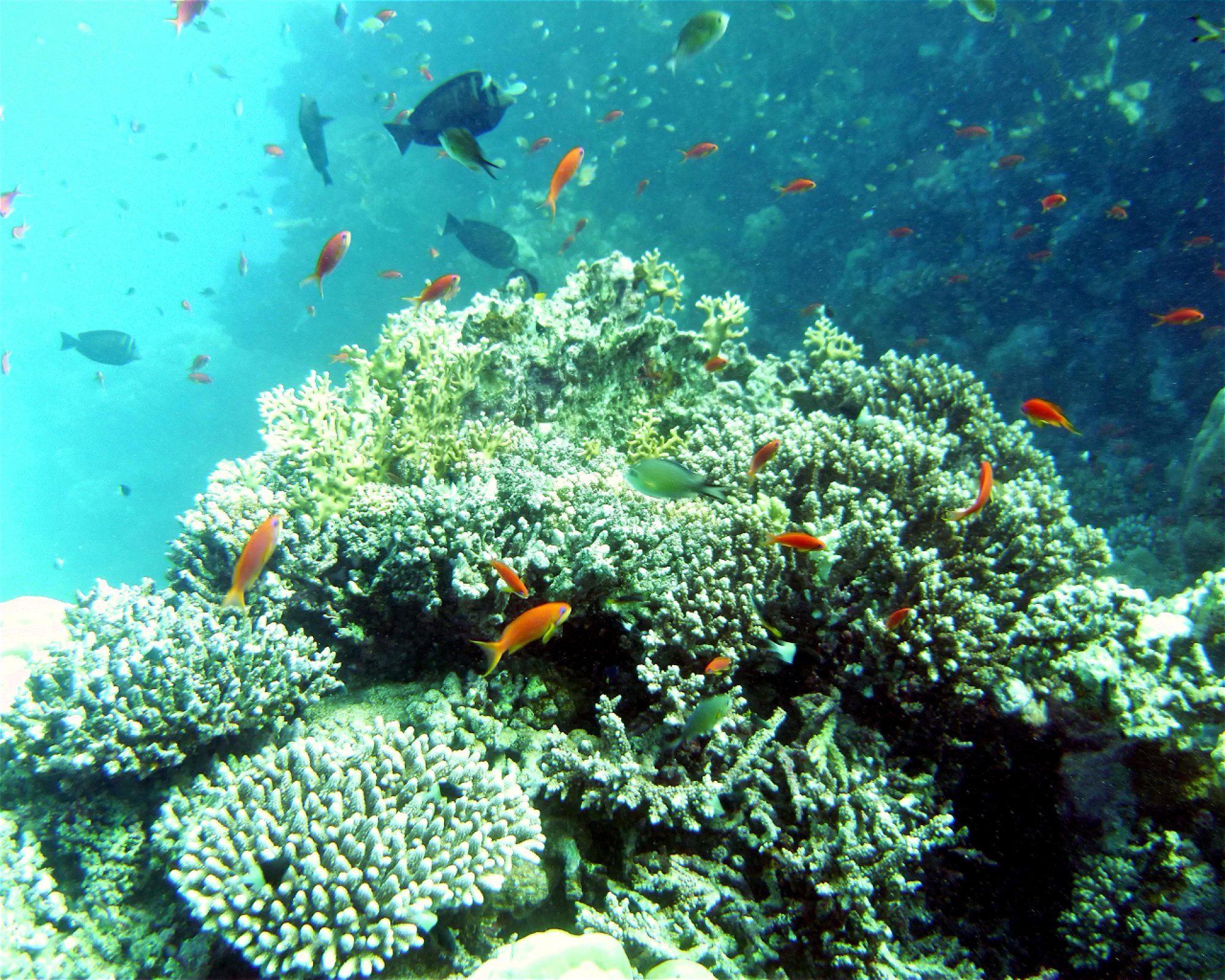 DivePoint Meedhupparu, 960 Meedhupparu