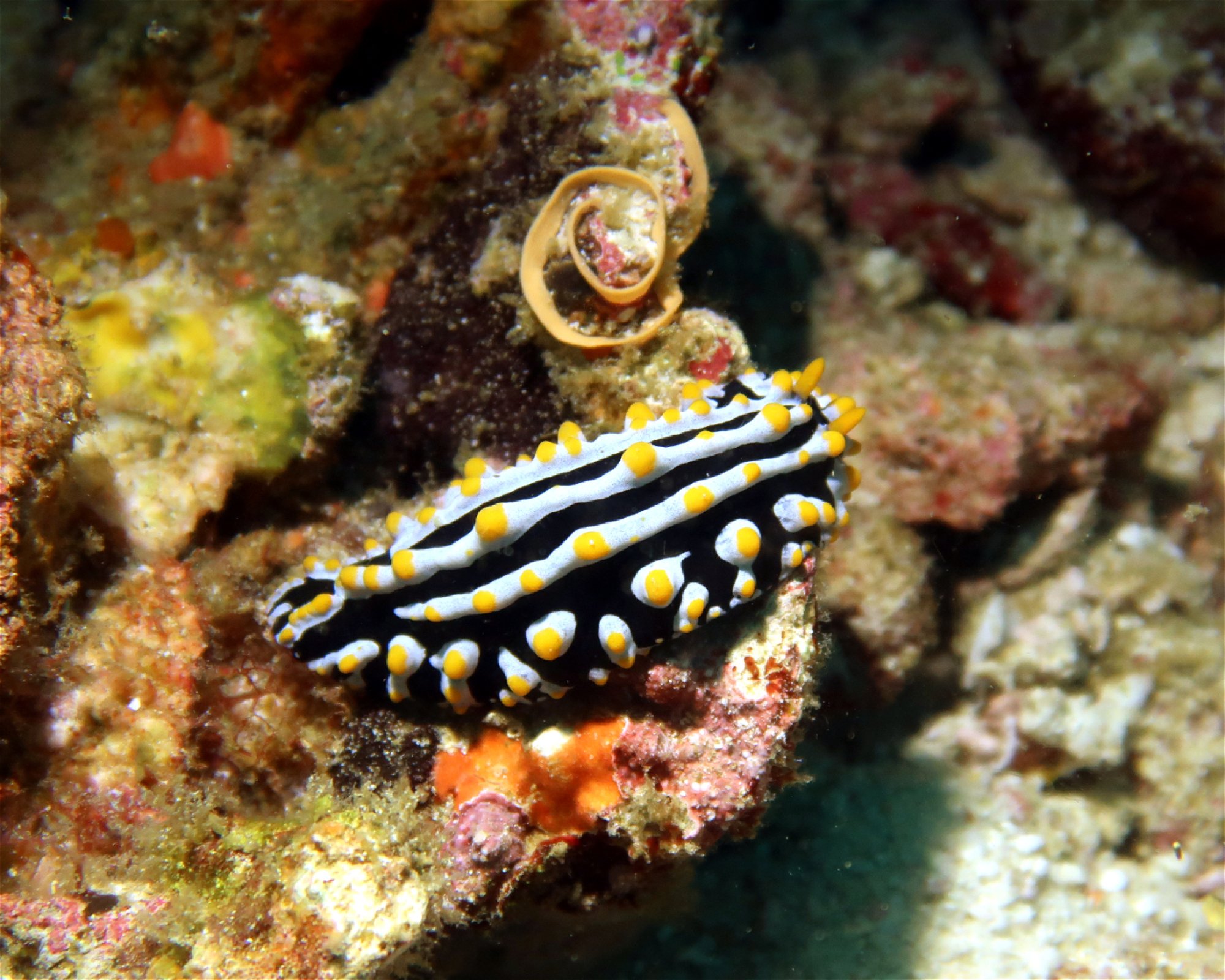 DivePoint Meedhupparu, 960 Meedhupparu