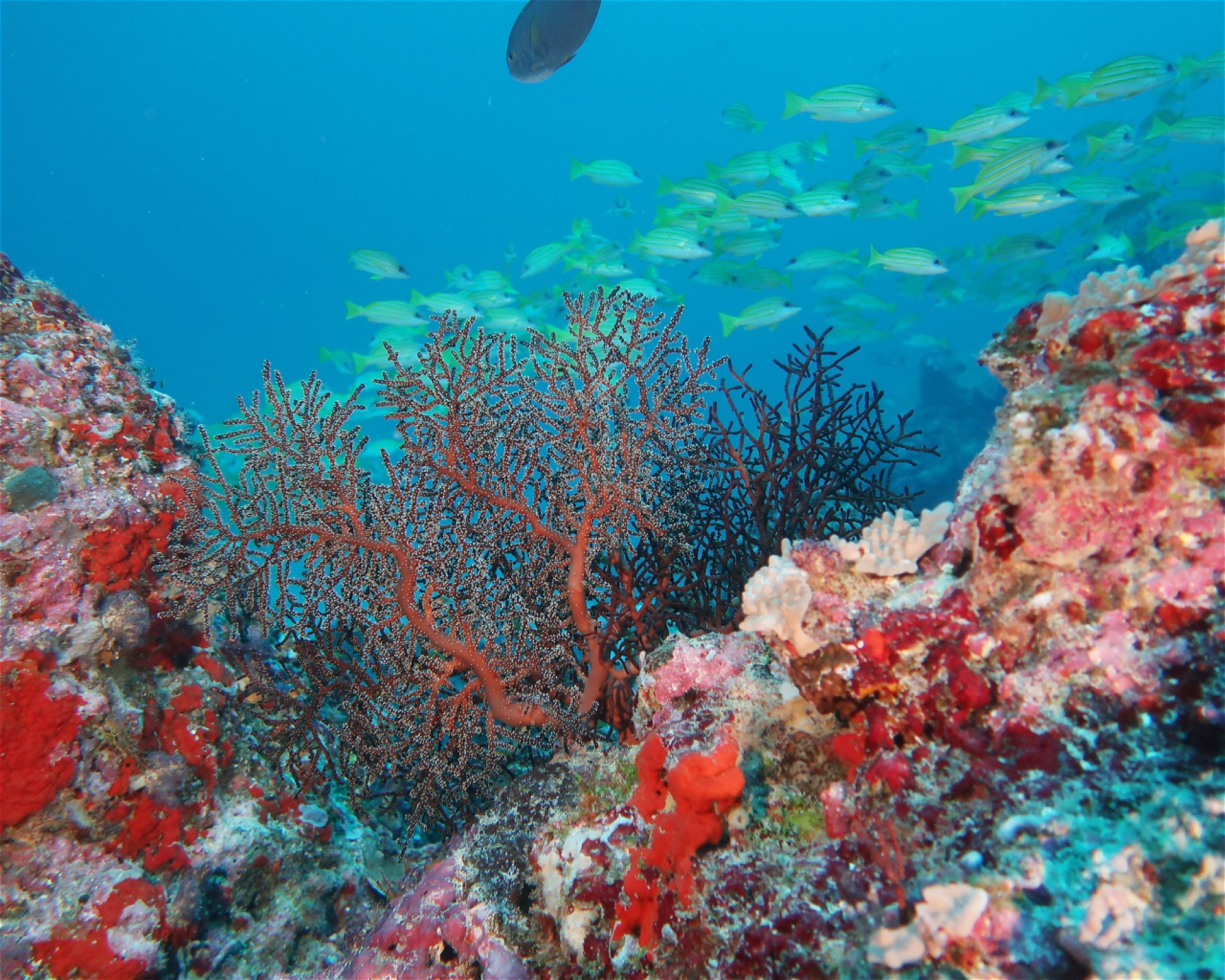 DivePoint Meedhupparu, 960 Meedhupparu