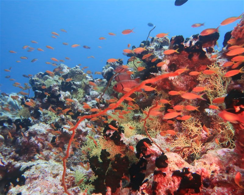 Divesite Image