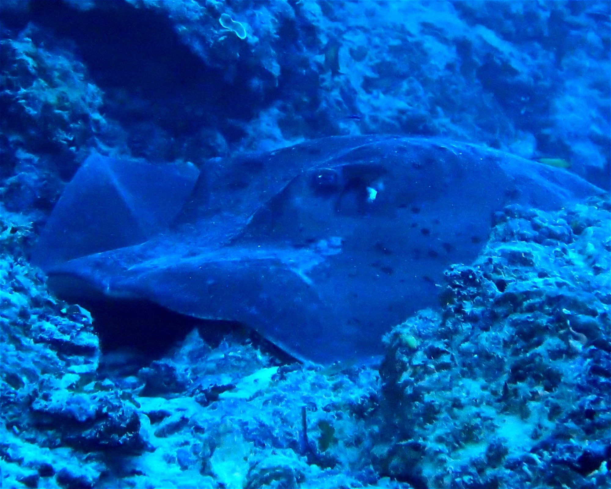DivePoint Meedhupparu, 960 Meedhupparu