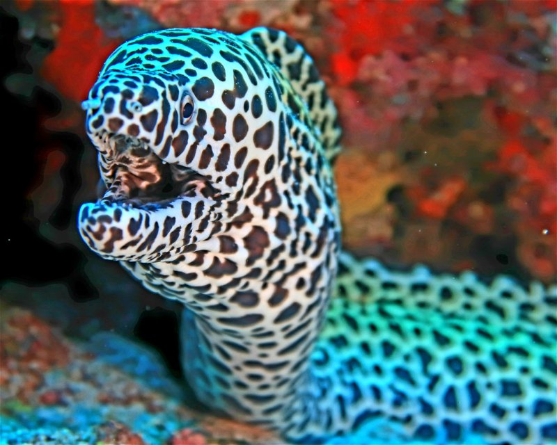 Divesite Image