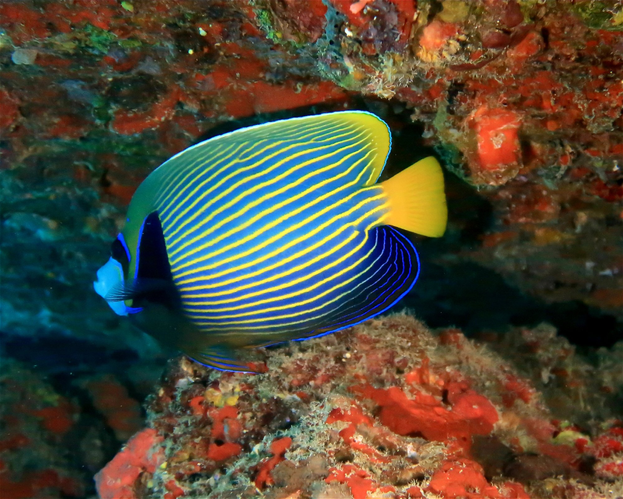 DivePoint Meedhupparu, 960 Meedhupparu