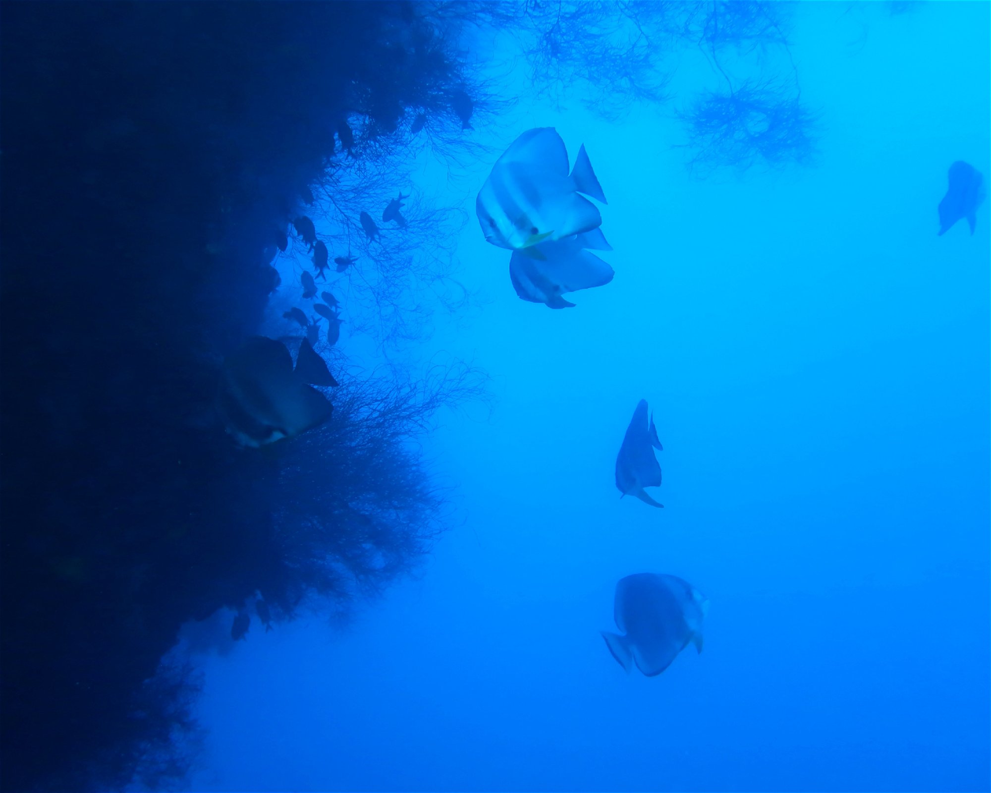 DivePoint Meedhupparu, 960 Meedhupparu