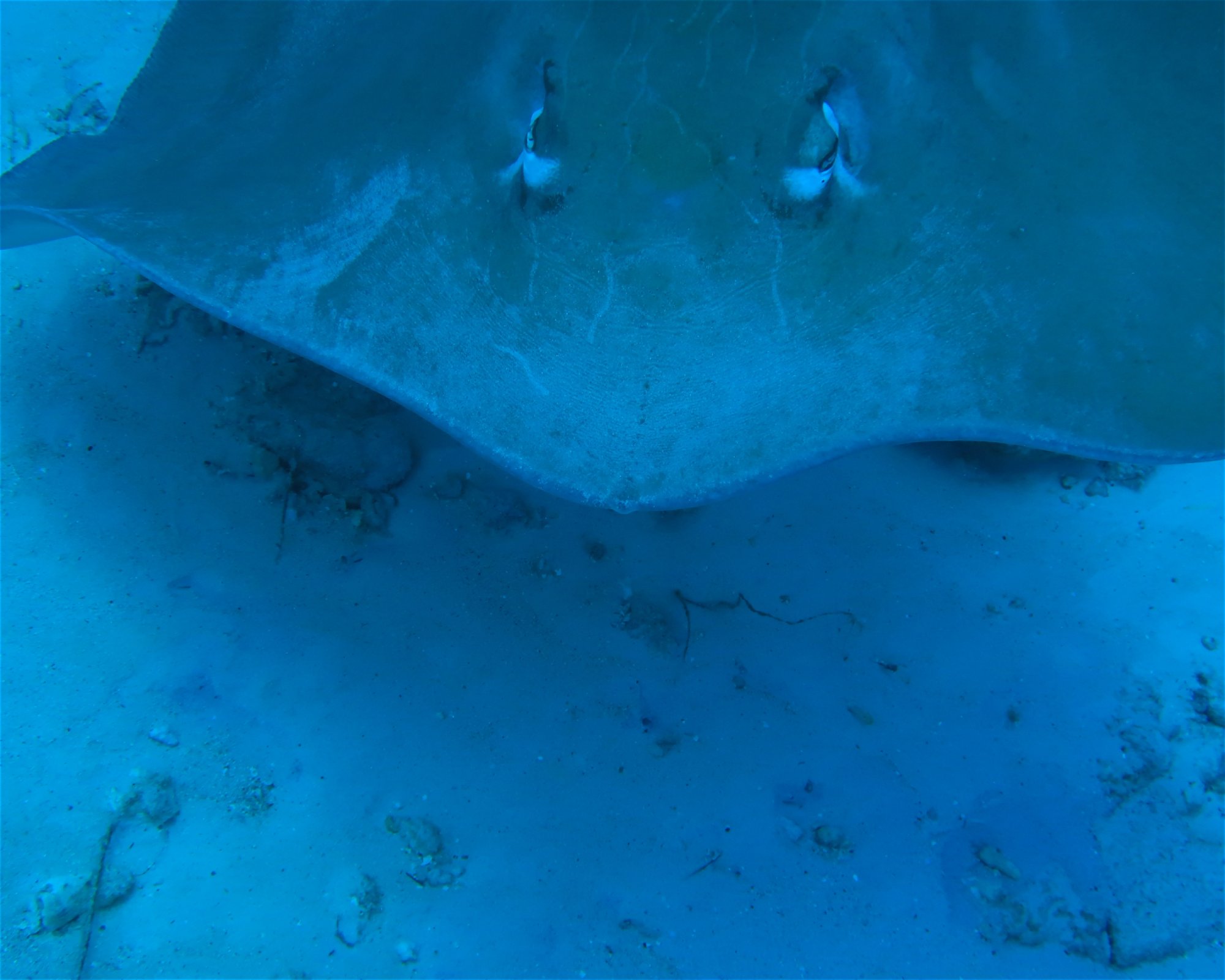 DivePoint Meedhupparu, 960 Meedhupparu