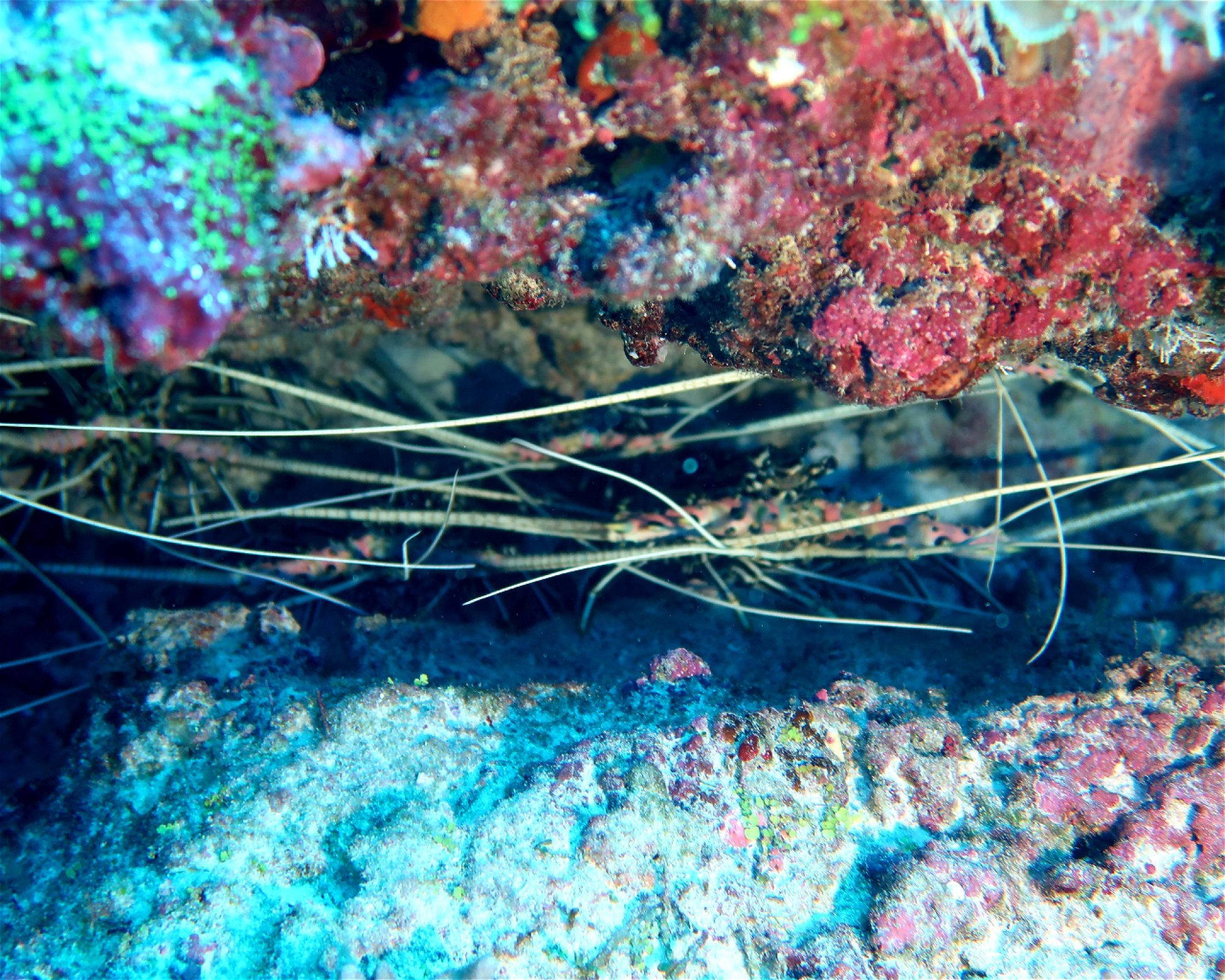 DivePoint Meedhupparu, 960 Meedhupparu