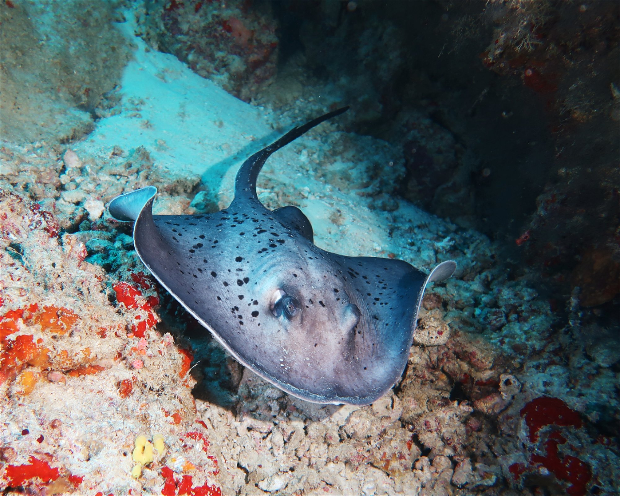 DivePoint Meedhupparu, 960 Meedhupparu