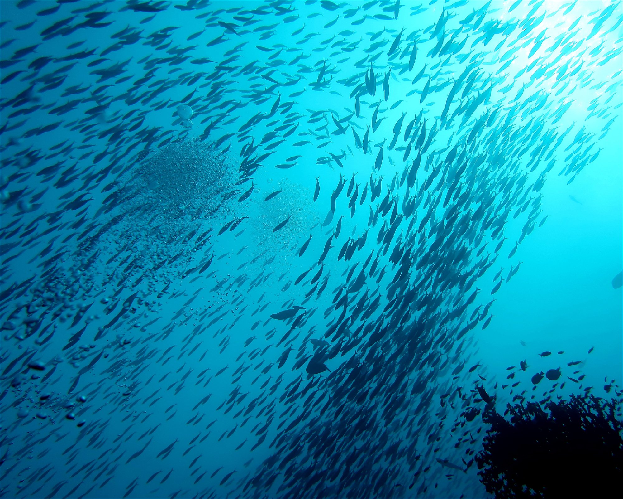 DivePoint Meedhupparu, 960 Meedhupparu