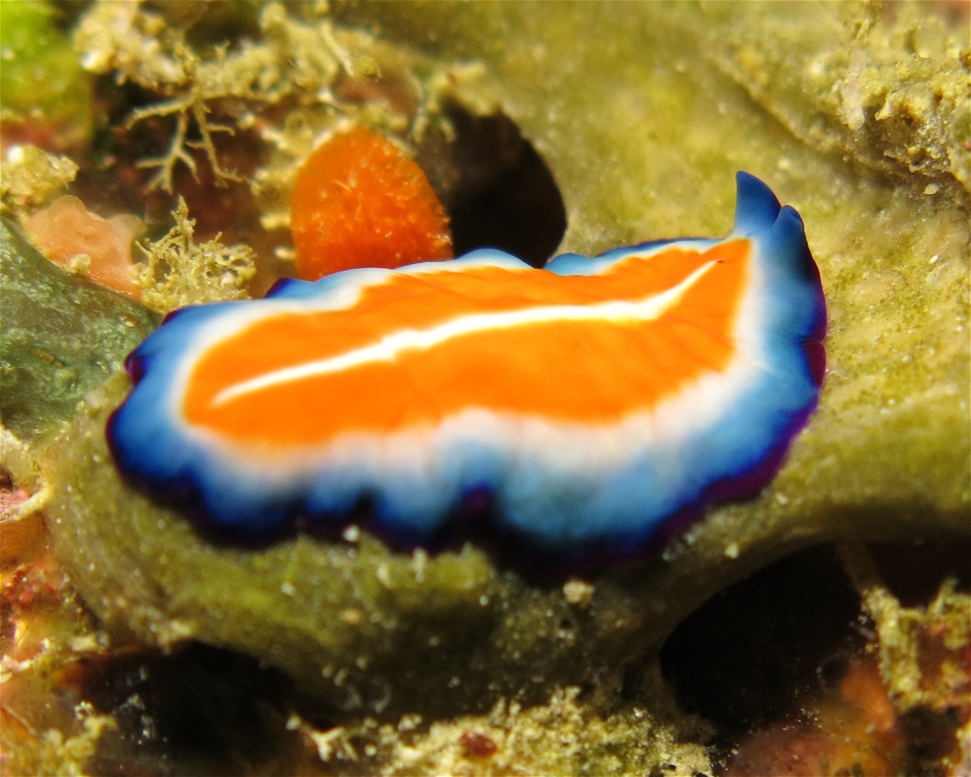 DivePoint Meedhupparu, 960 Meedhupparu