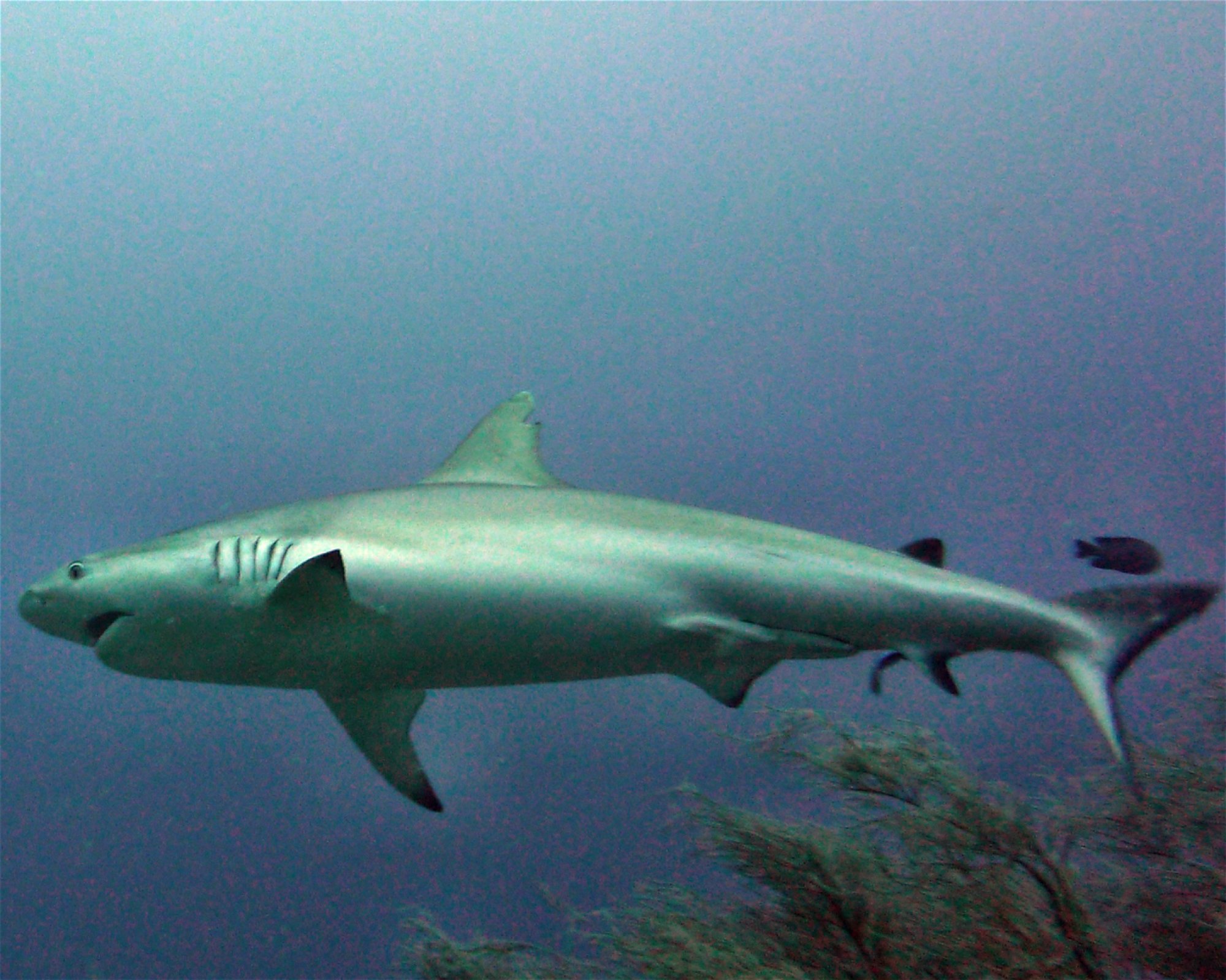 DivePoint Meedhupparu, 960 Meedhupparu