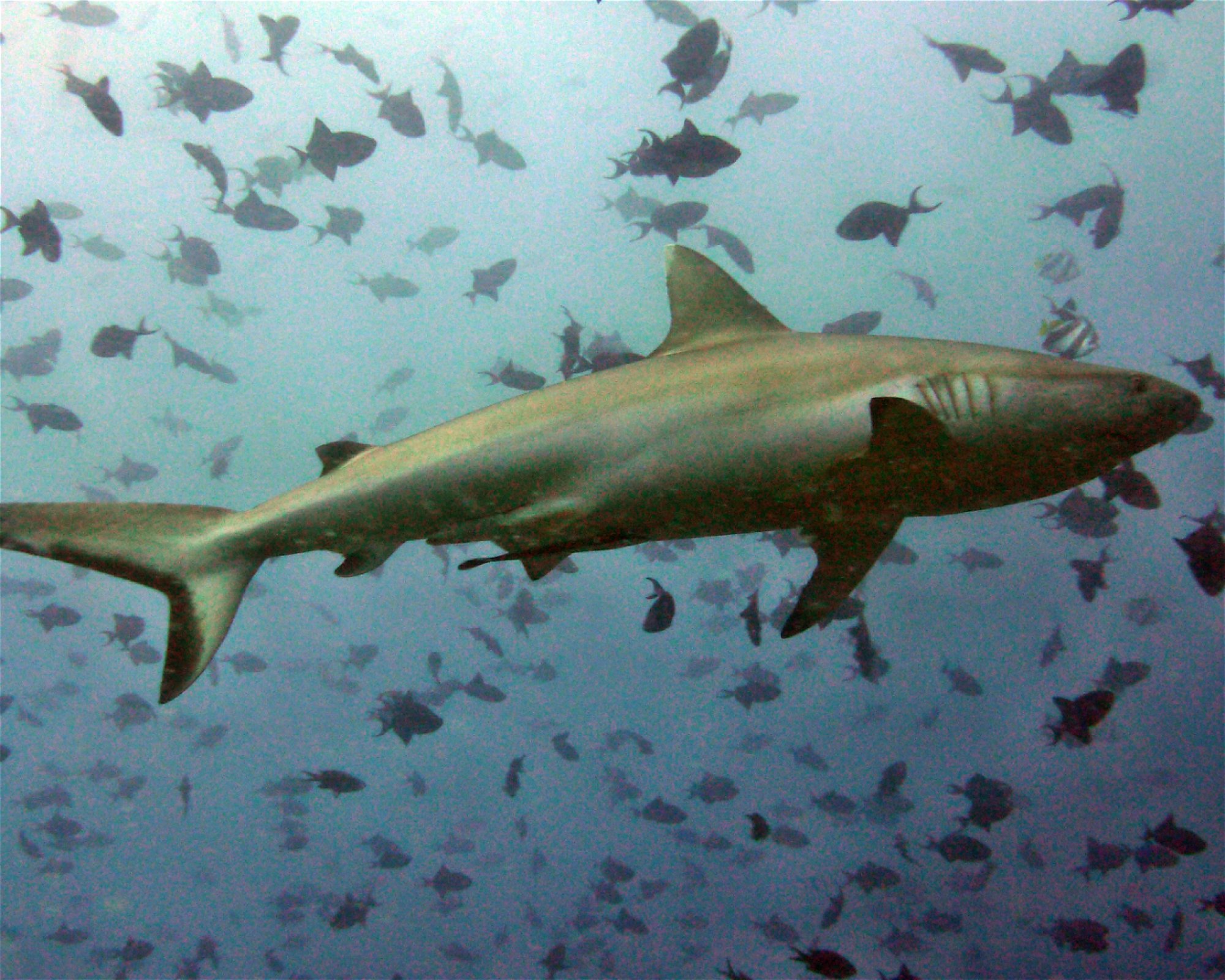 DivePoint Meedhupparu, 960 Meedhupparu