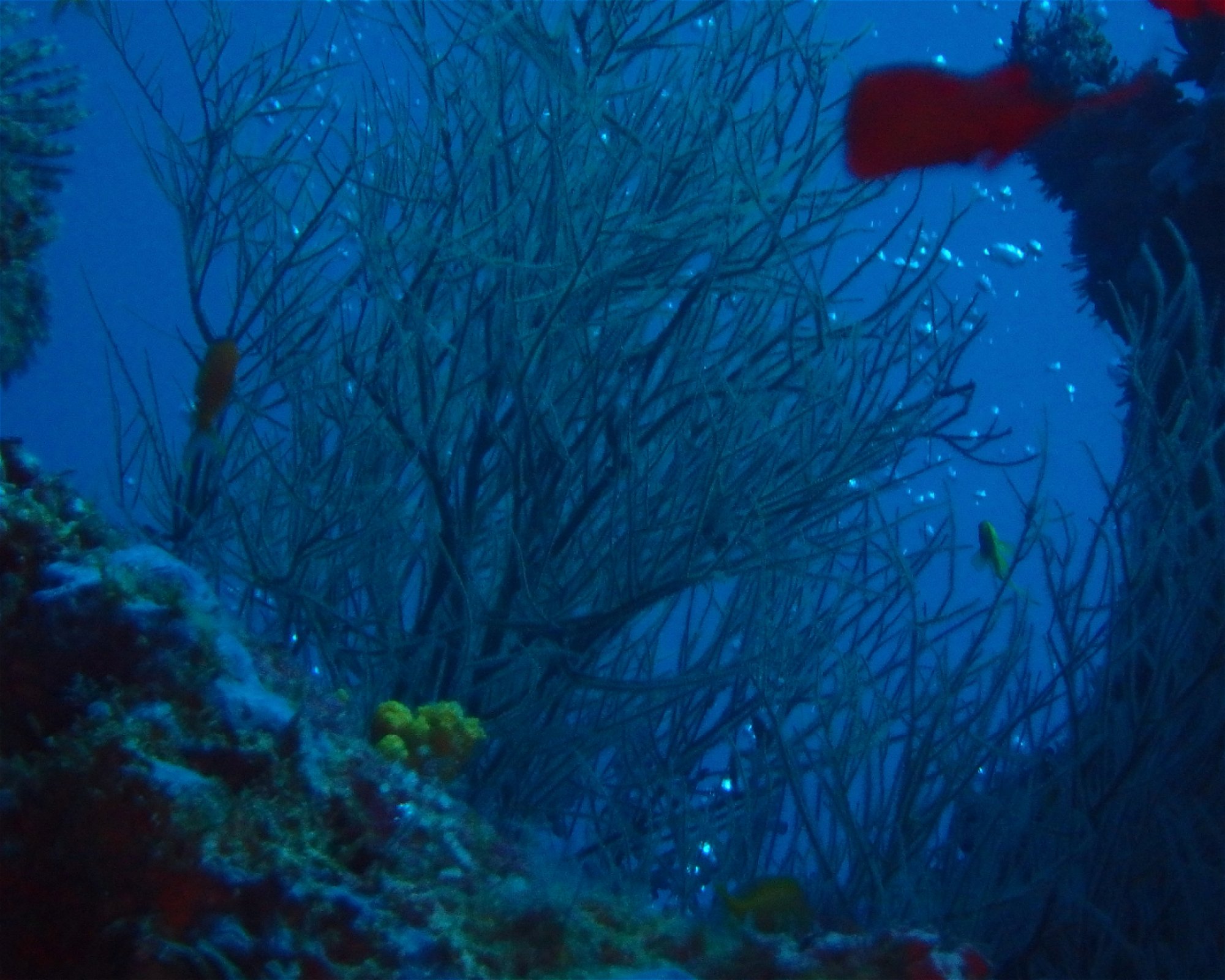 DivePoint Meedhupparu, 960 Meedhupparu