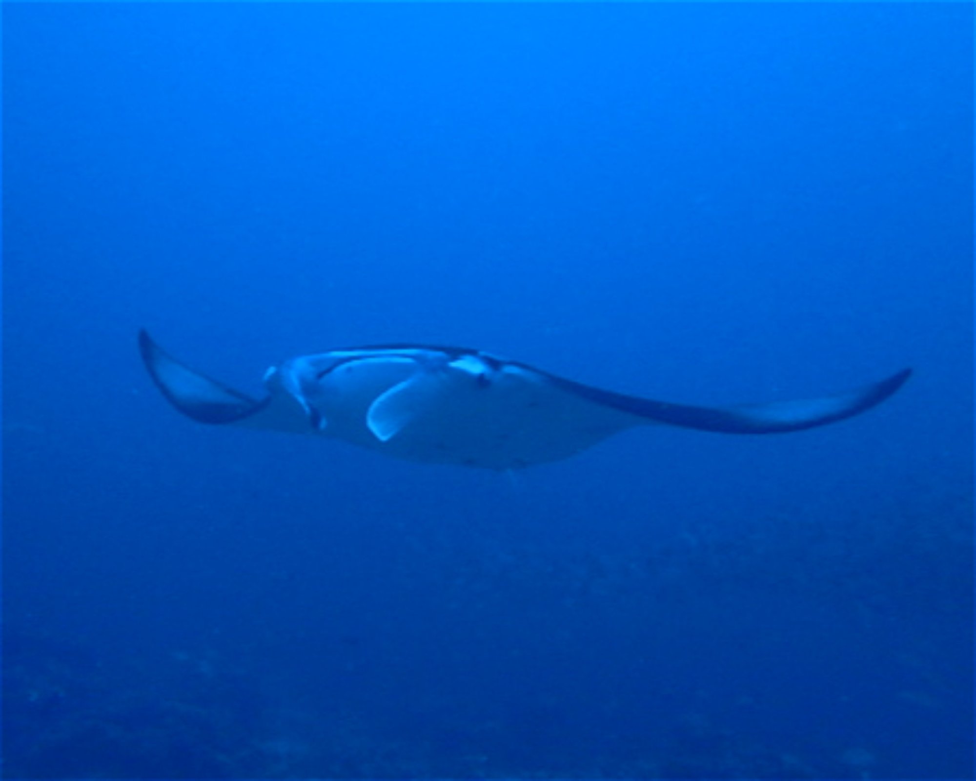 DivePoint Meedhupparu, 960 Meedhupparu