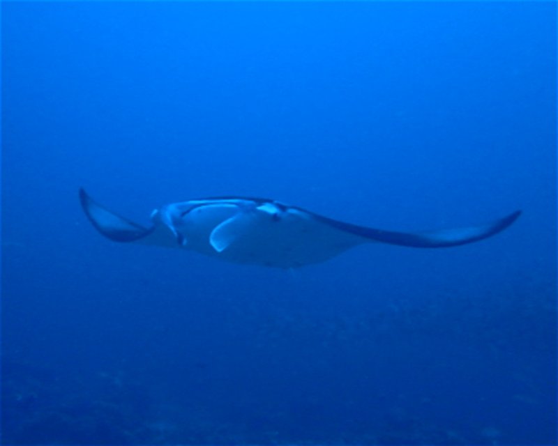 Divesite Image
