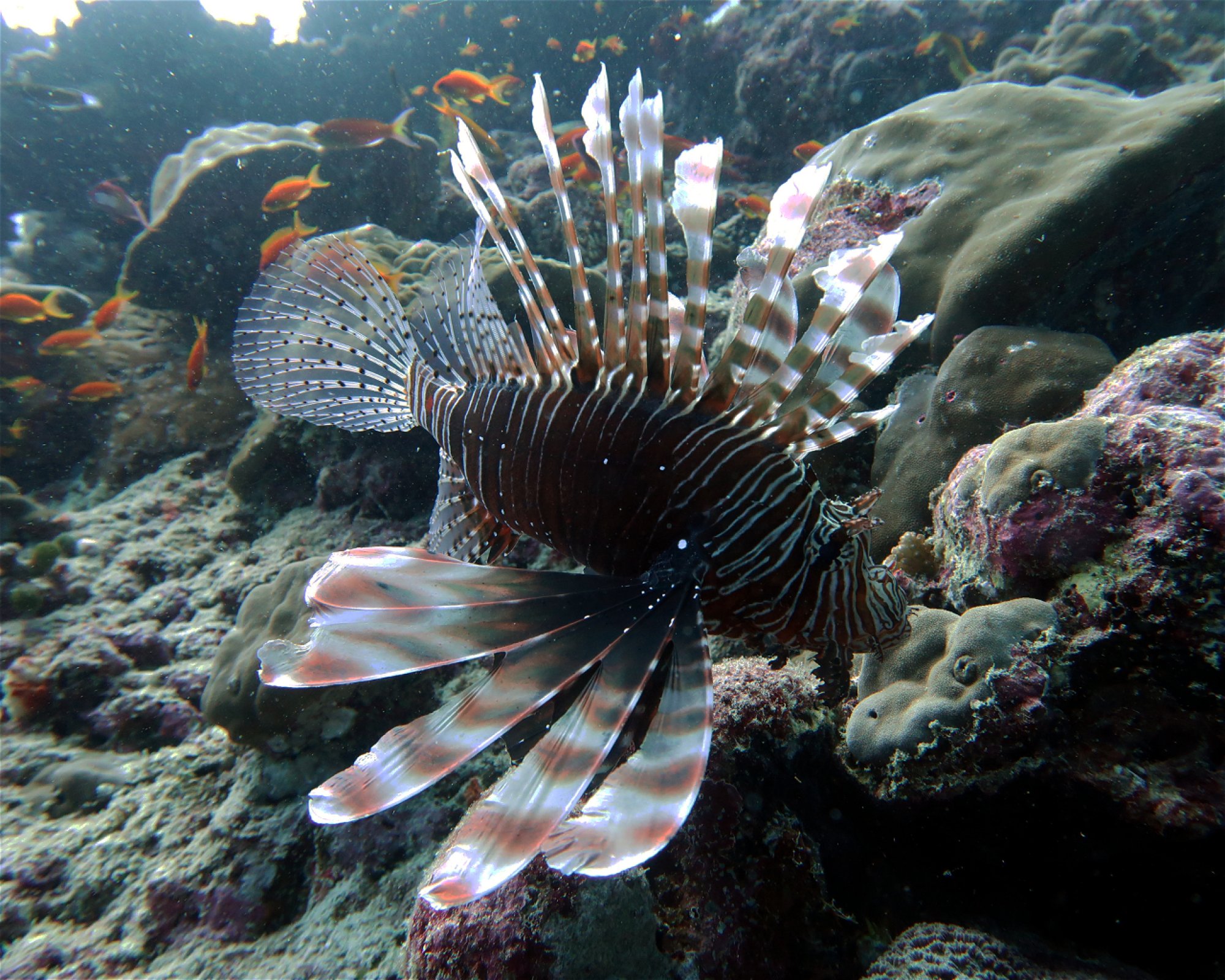 DivePoint Meedhupparu, 960 Meedhupparu