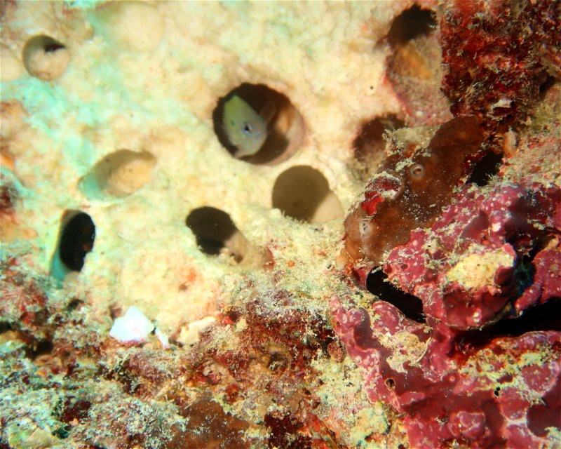 Divesite Image