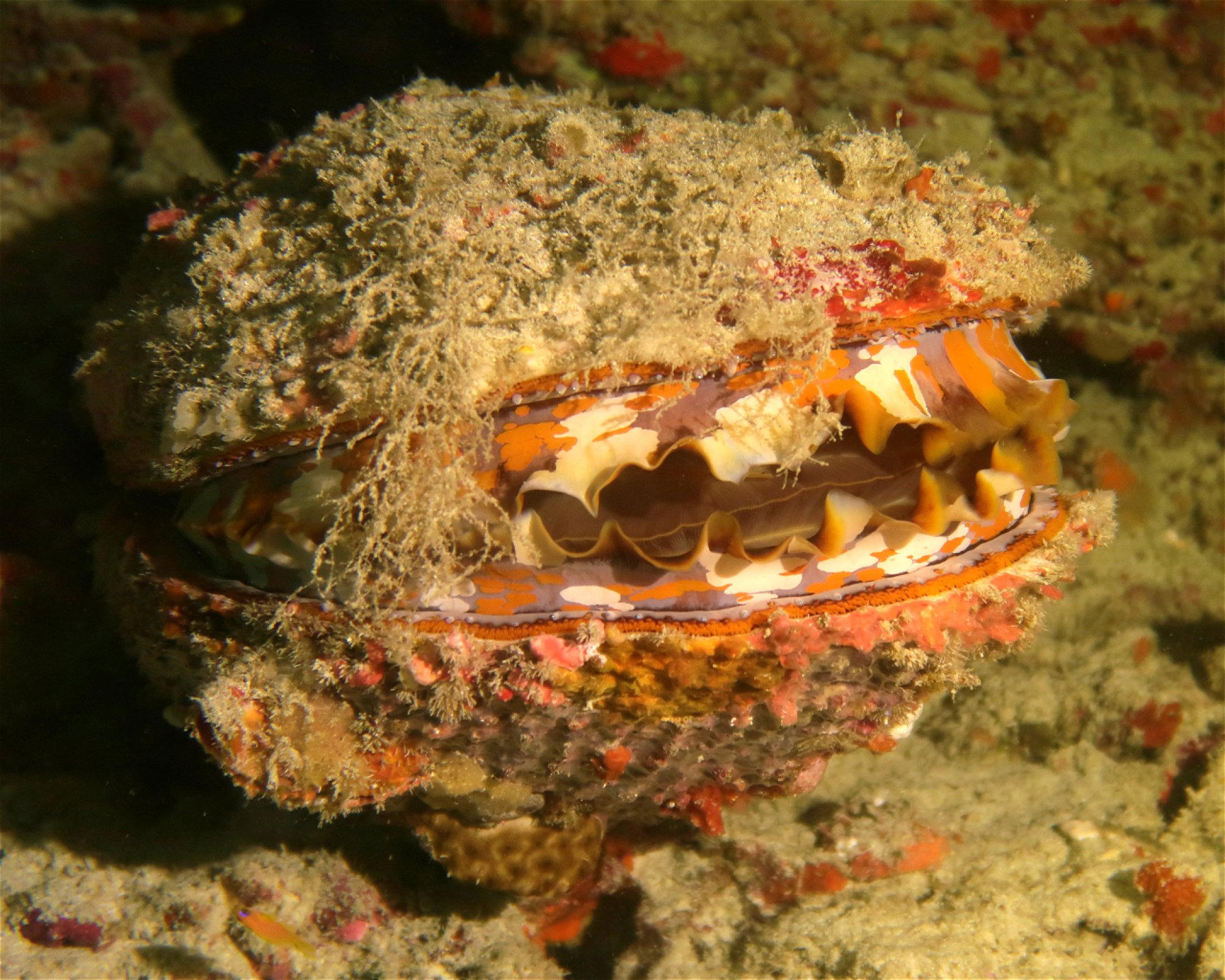 DivePoint Meedhupparu, 960 Meedhupparu