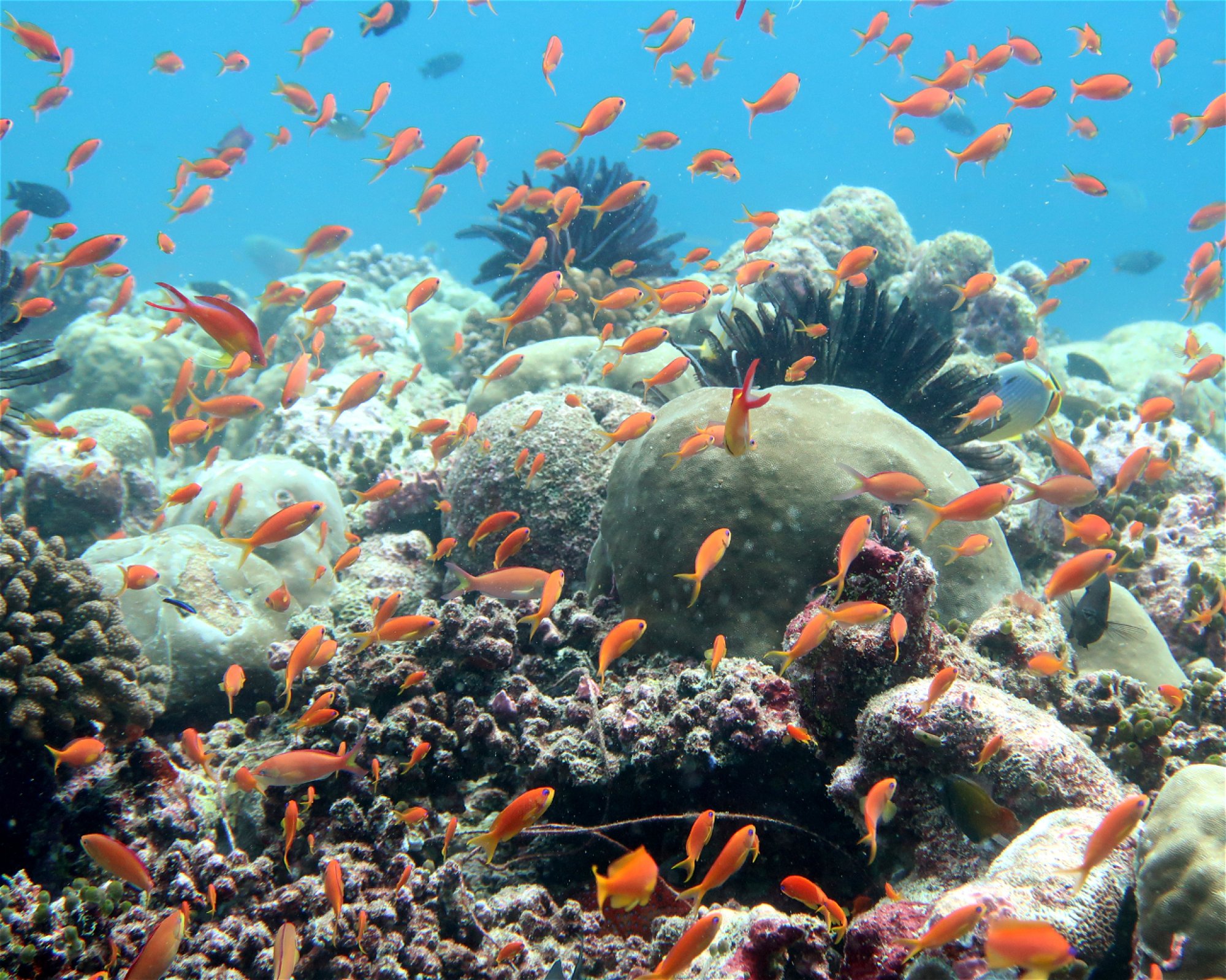DivePoint Meedhupparu, 960 Meedhupparu