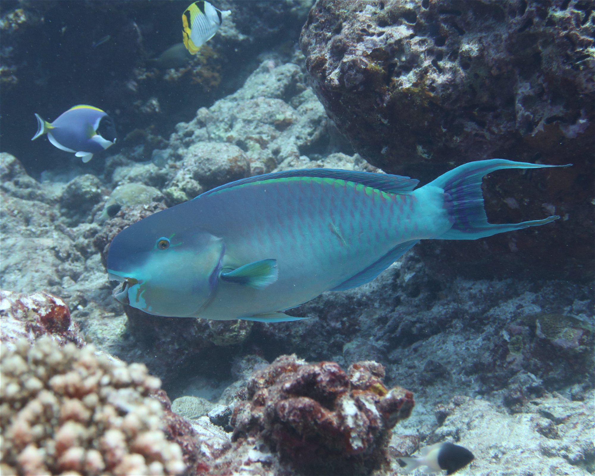 DivePoint Meedhupparu, 960 Meedhupparu