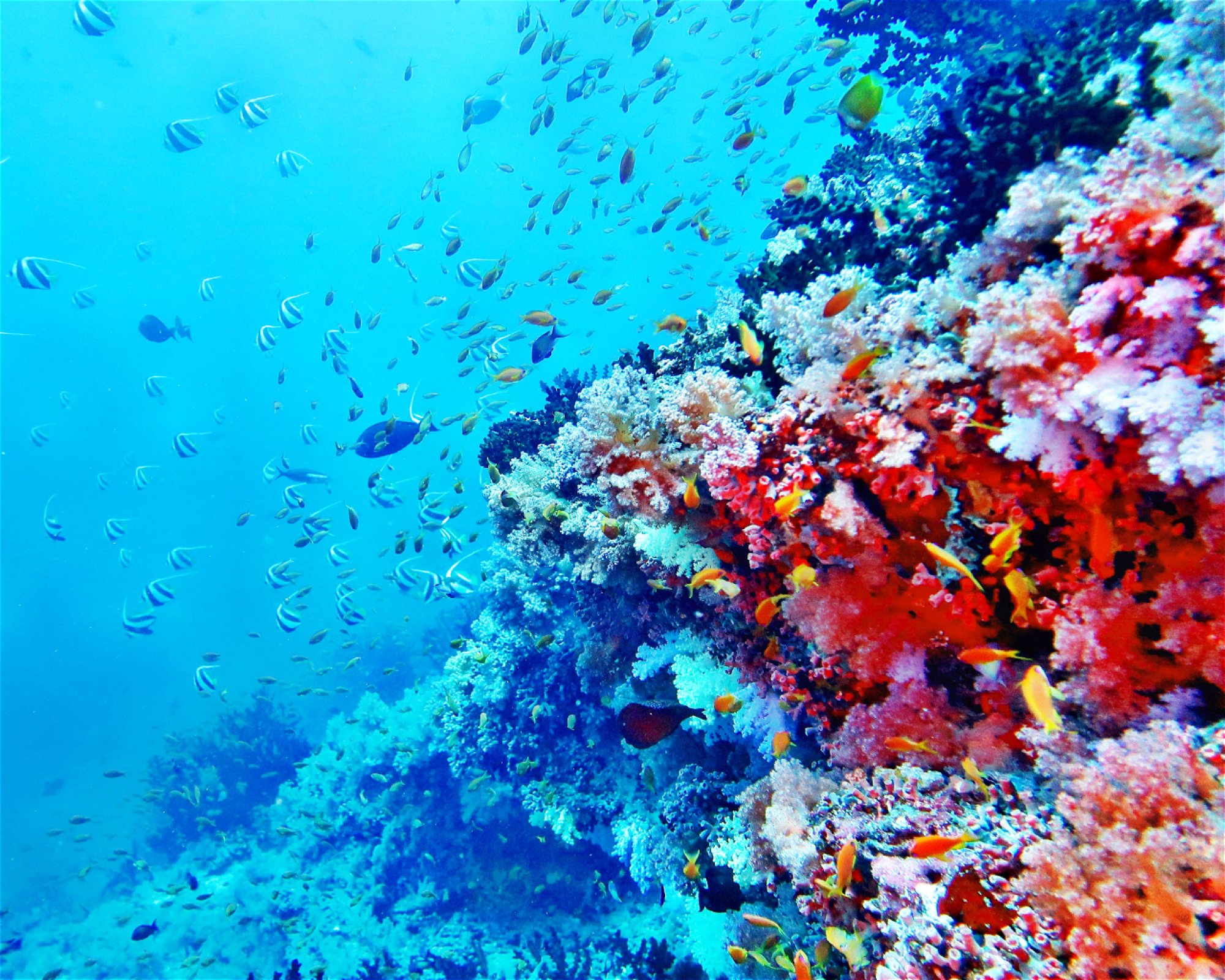 DivePoint Meedhupparu, 960 Meedhupparu