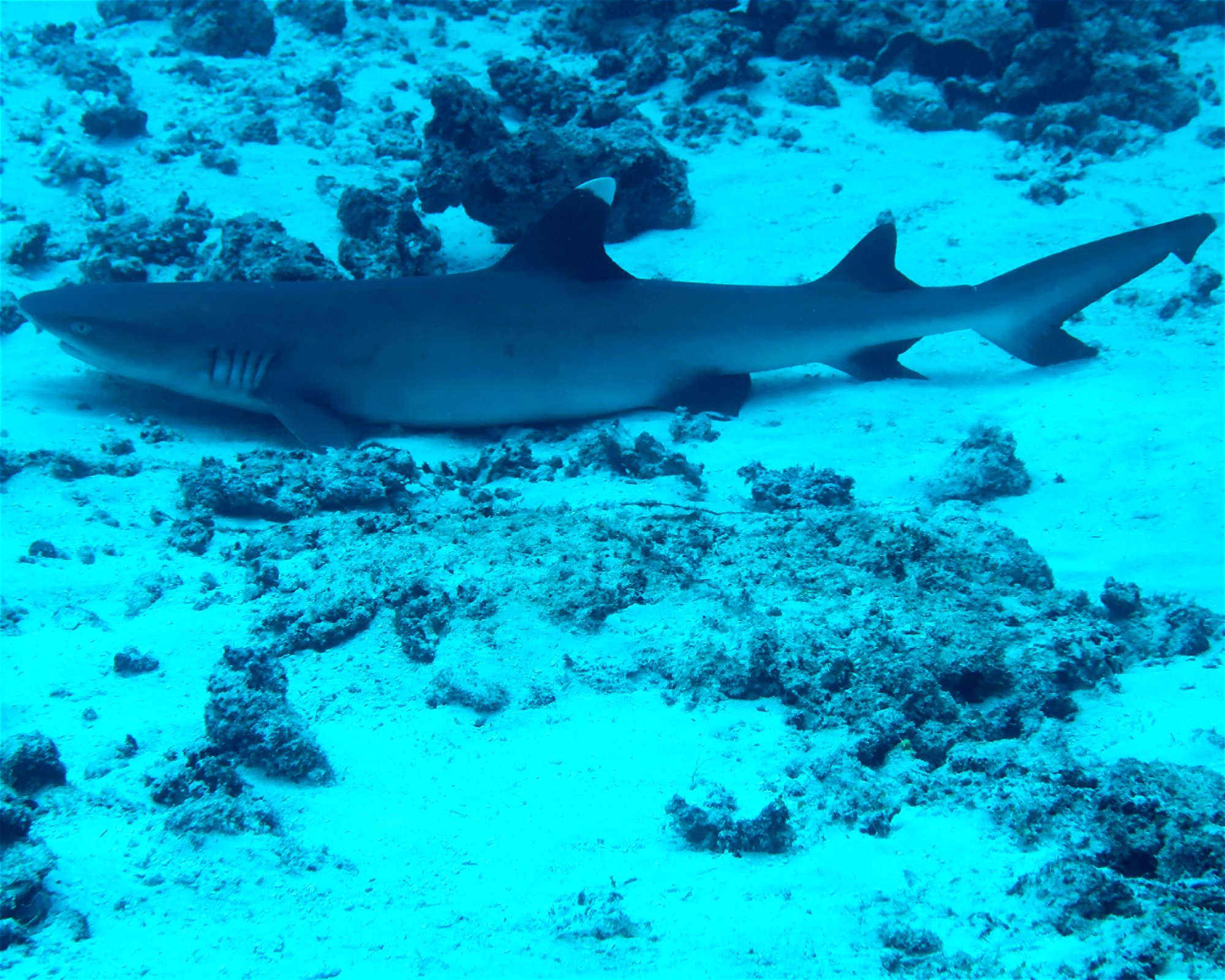 DivePoint Meedhupparu, 960 Meedhupparu