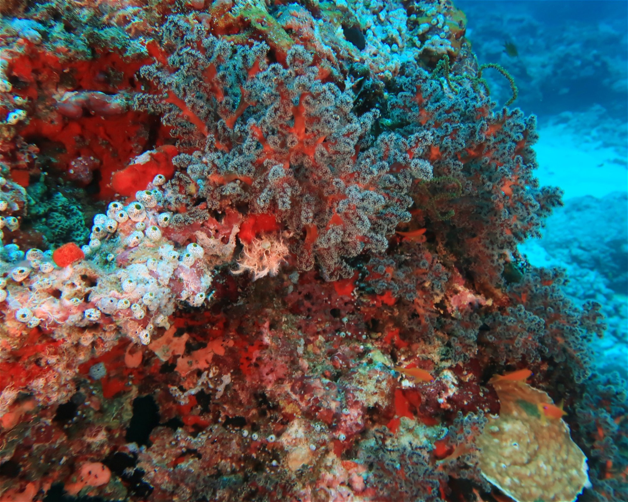 DivePoint Meedhupparu, 960 Meedhupparu