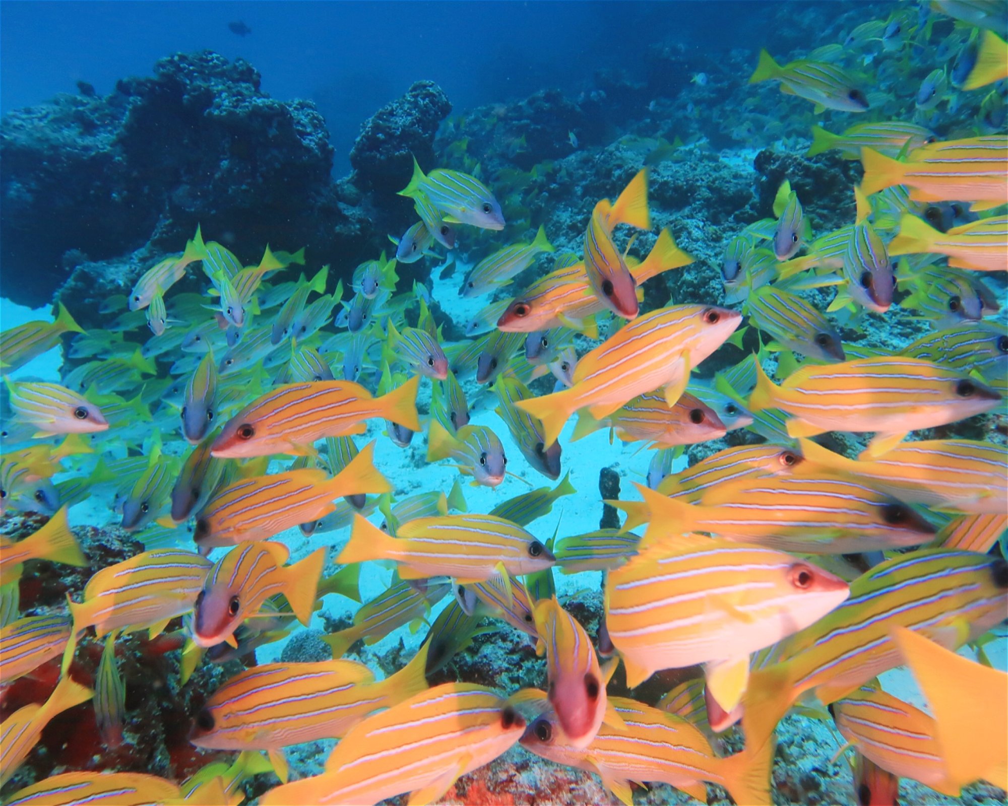 DivePoint Meedhupparu, 960 Meedhupparu