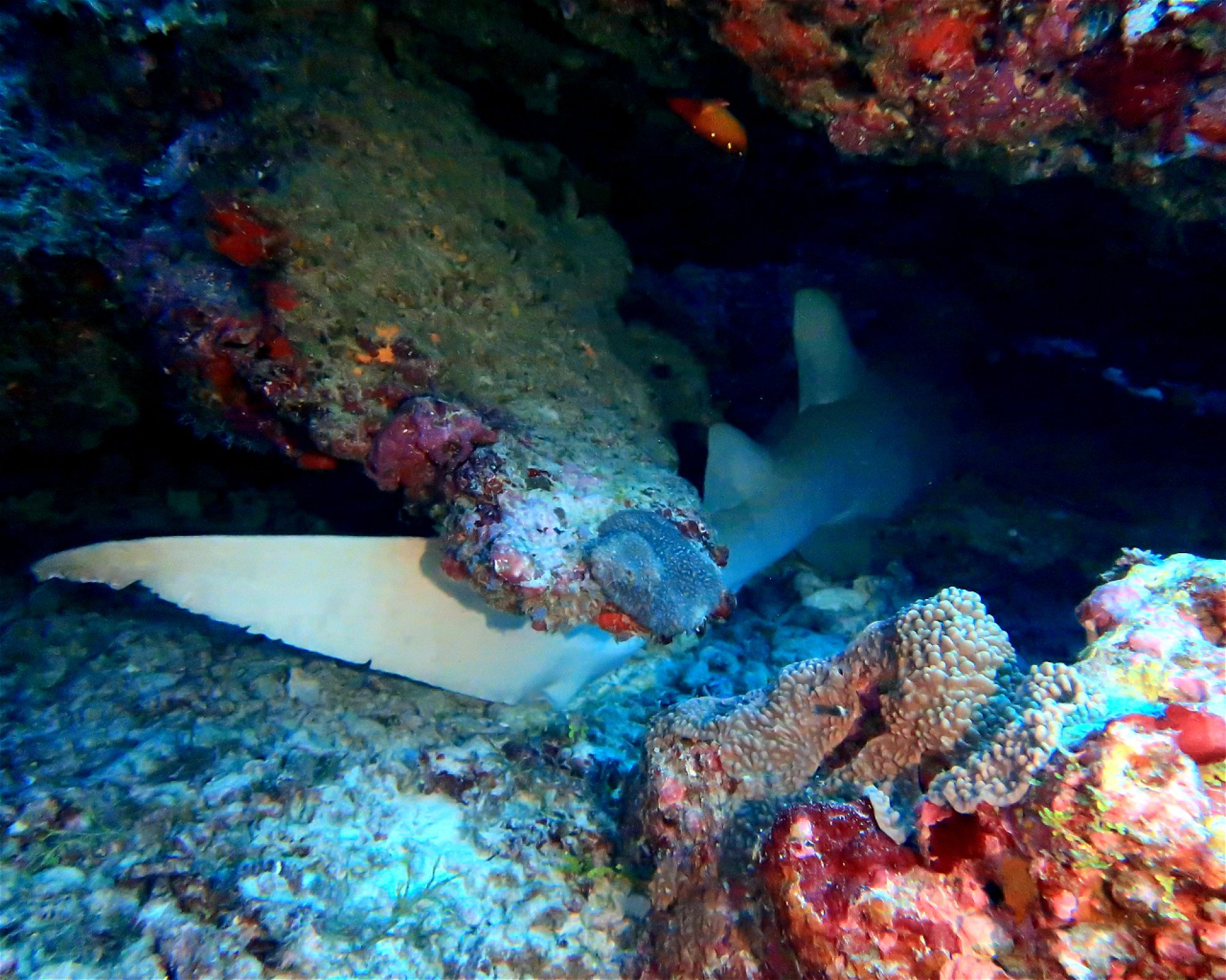DivePoint Meedhupparu, 960 Meedhupparu