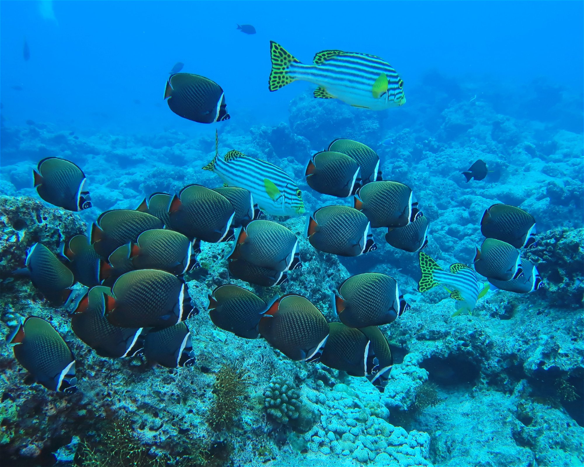 DivePoint Meedhupparu, 960 Meedhupparu