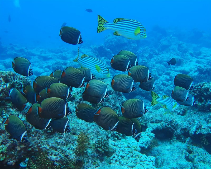 Divesite Image
