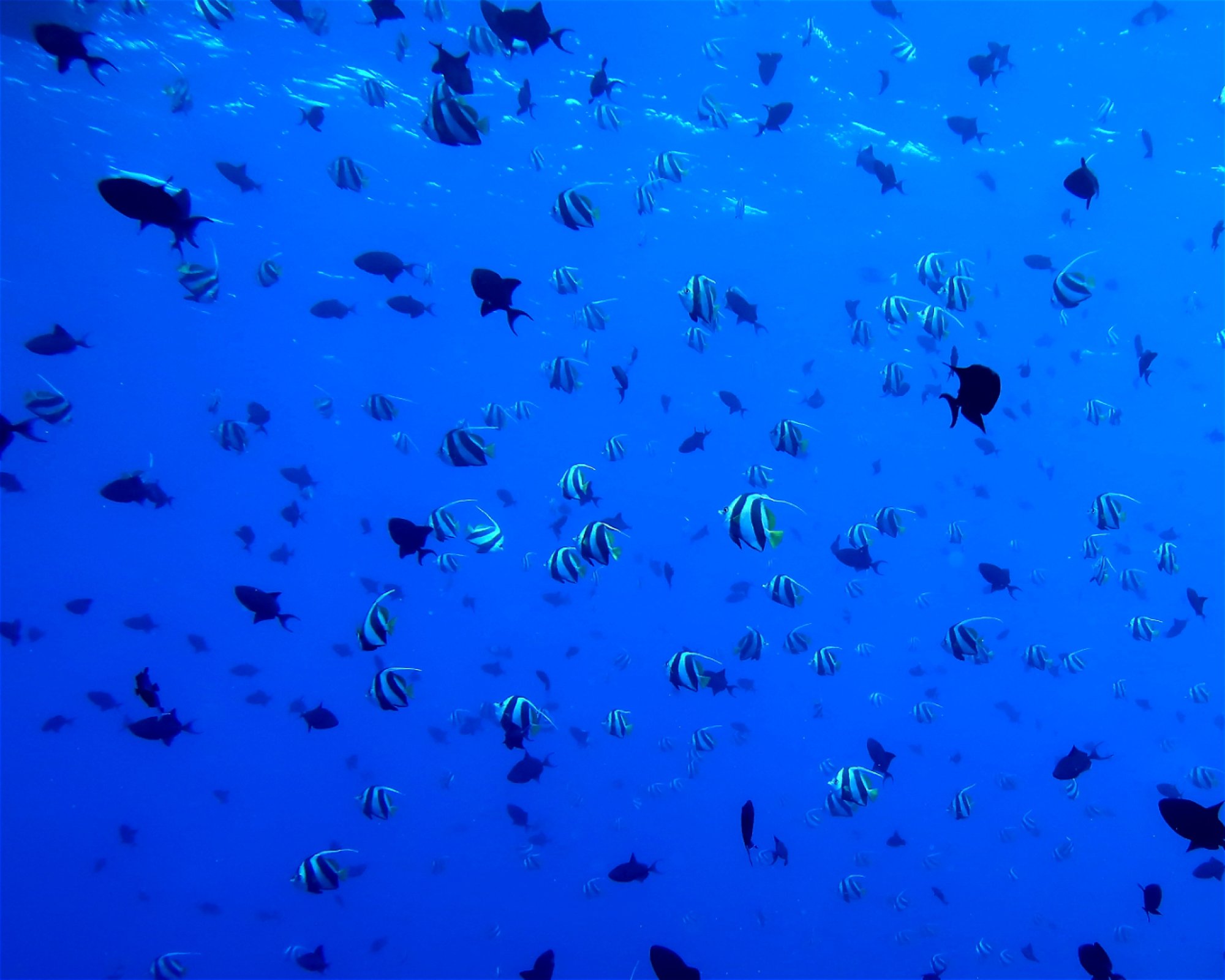 DivePoint Meedhupparu, 960 Meedhupparu