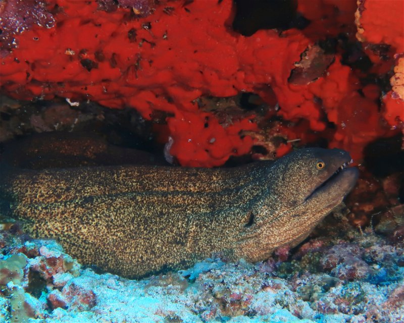 Divesite Image