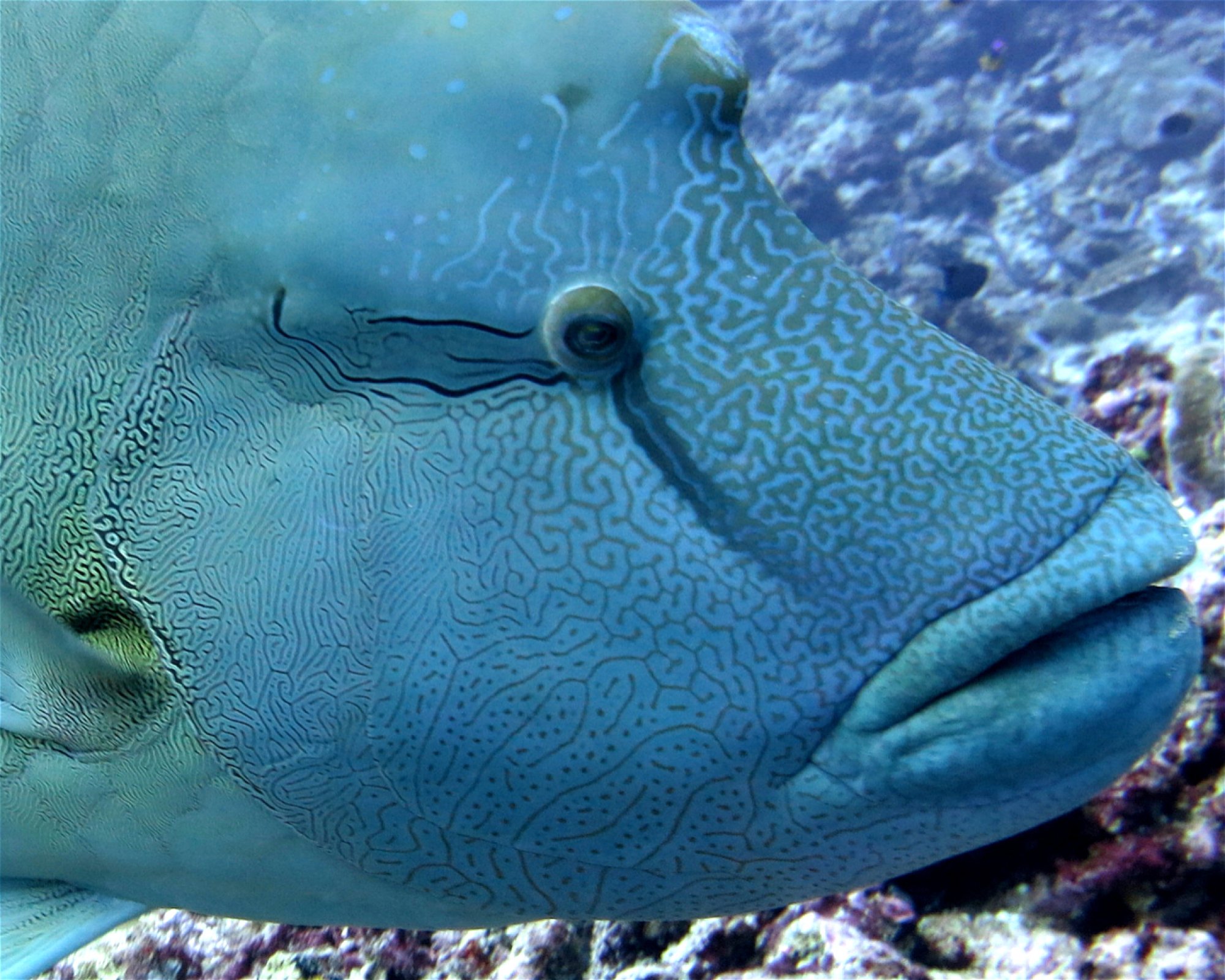 DivePoint Meedhupparu, 960 Meedhupparu