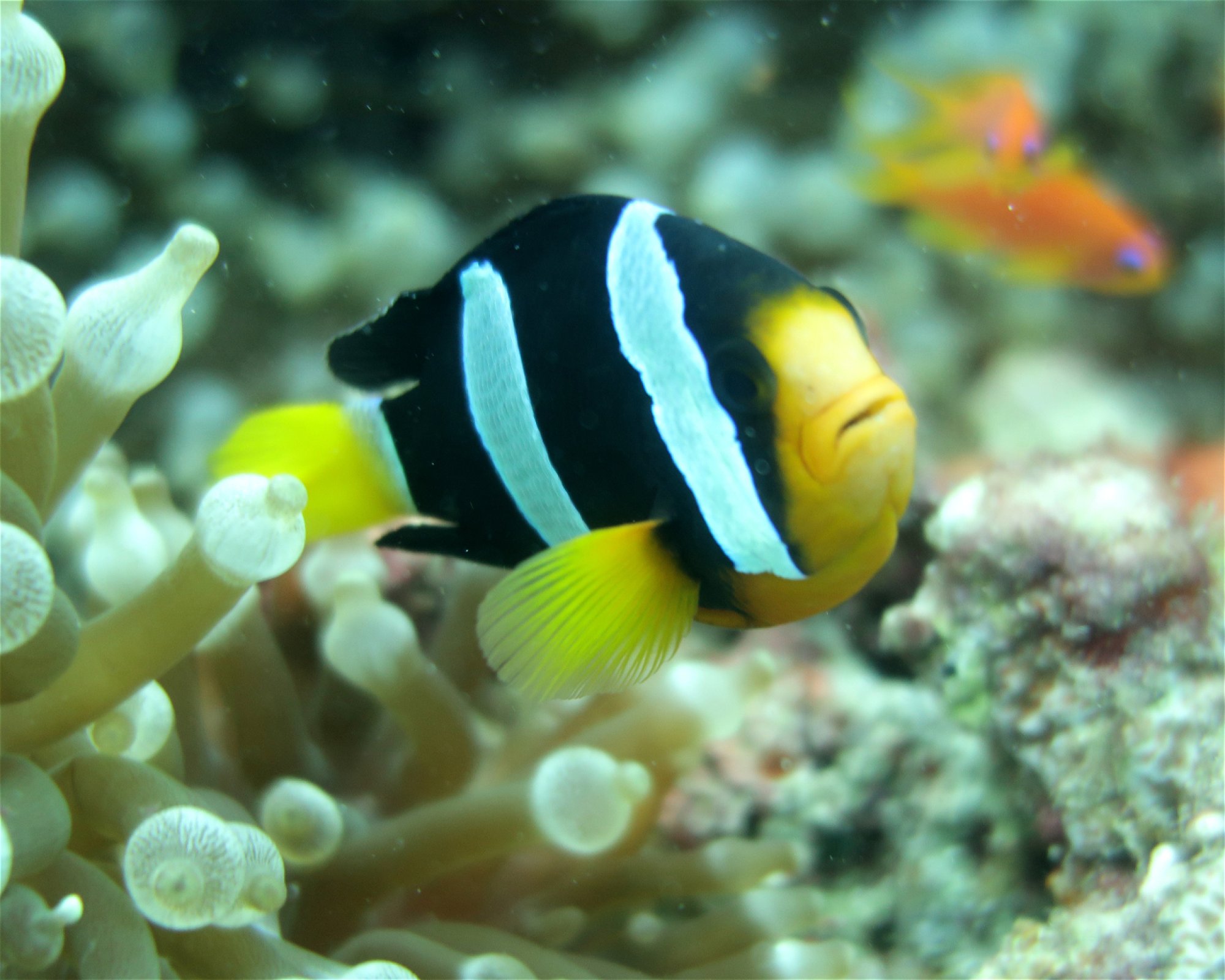 DivePoint Meedhupparu, 960 Meedhupparu