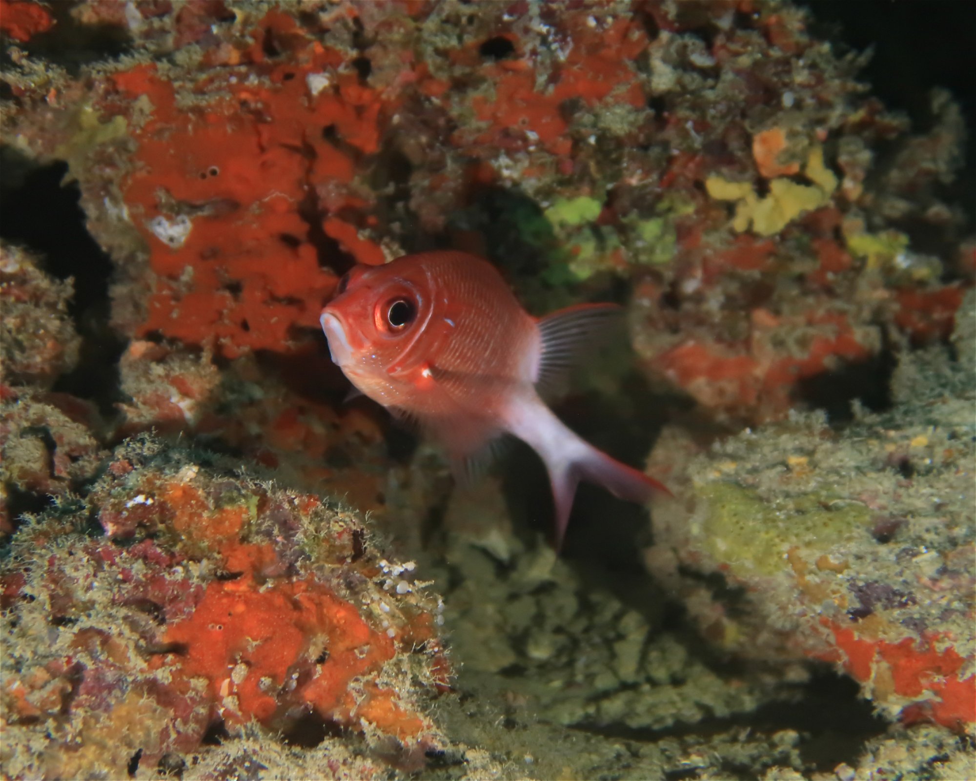 DivePoint Meedhupparu, 960 Meedhupparu