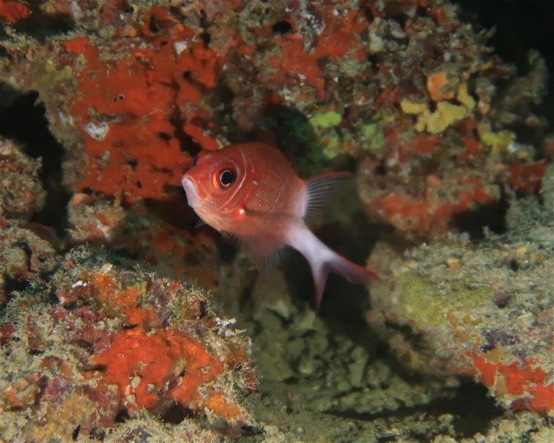 Divesite Image