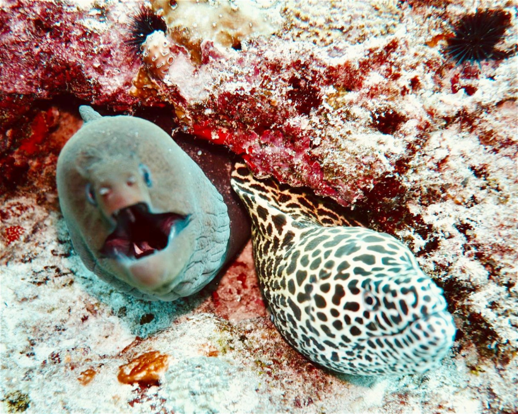 DivePoint Meedhupparu, 960 Meedhupparu