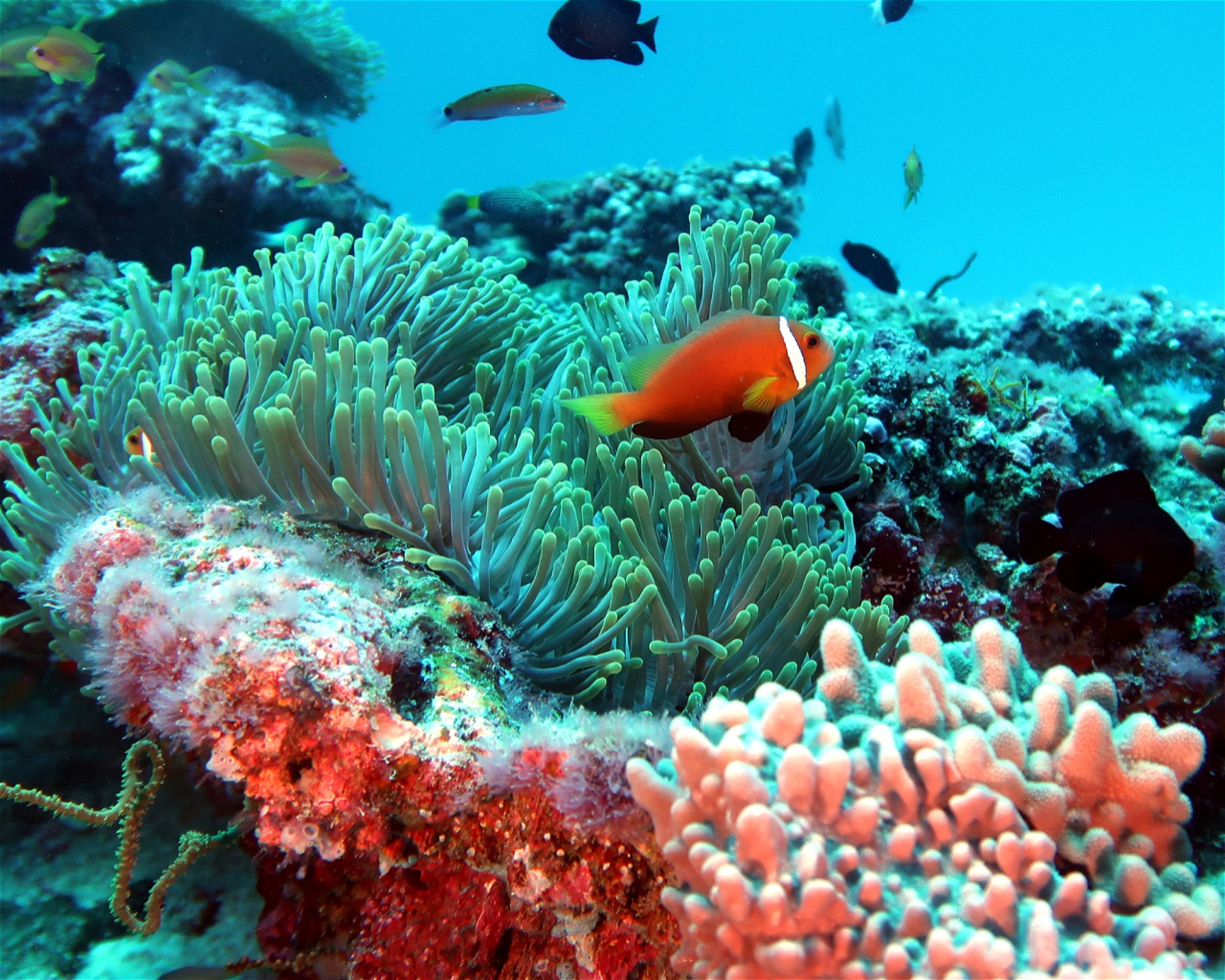 DivePoint Meedhupparu, 960 Meedhupparu