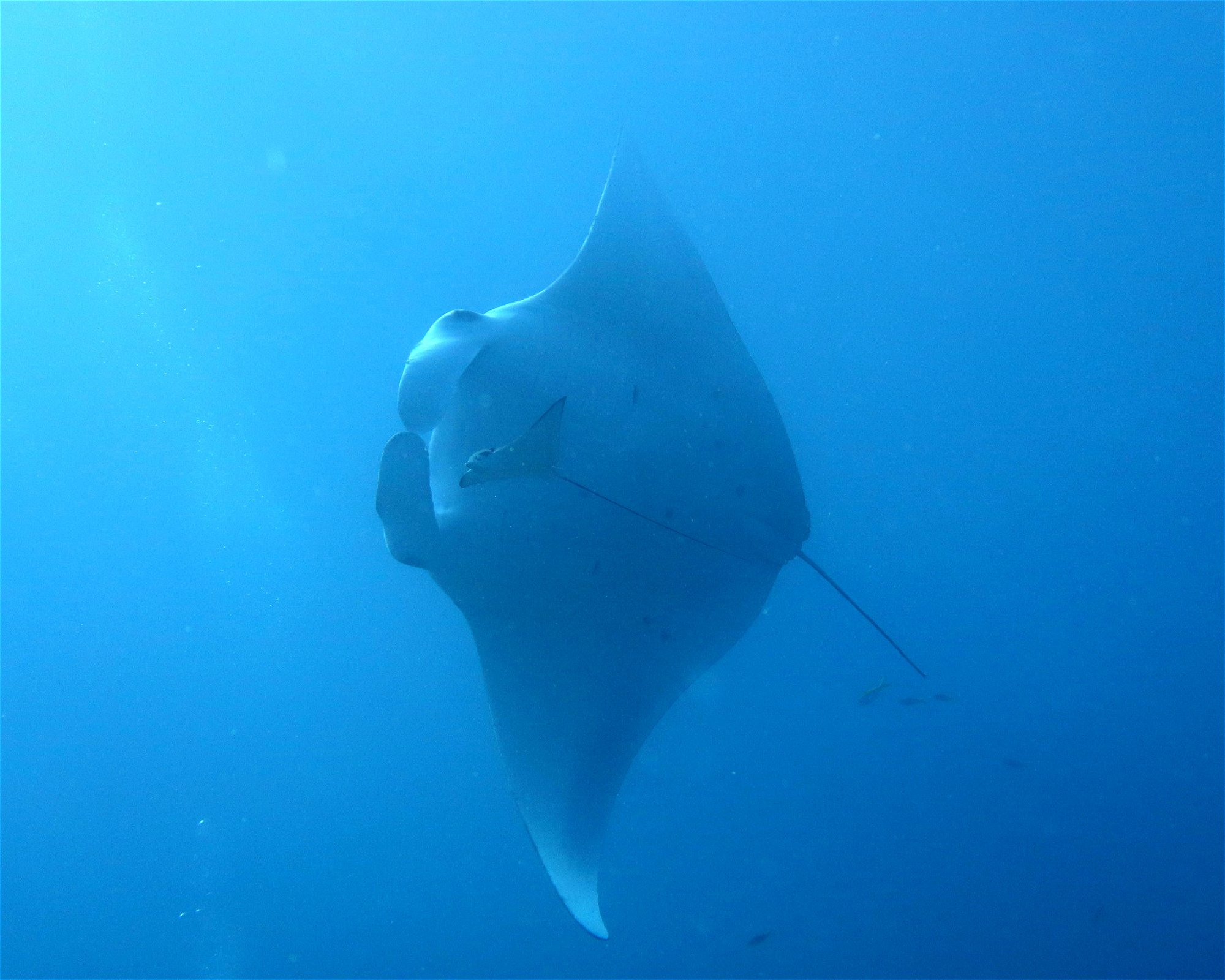 DivePoint Meedhupparu, 960 Meedhupparu