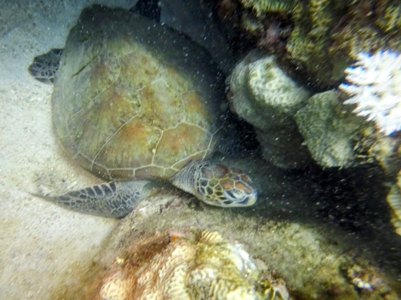 Divesite Image