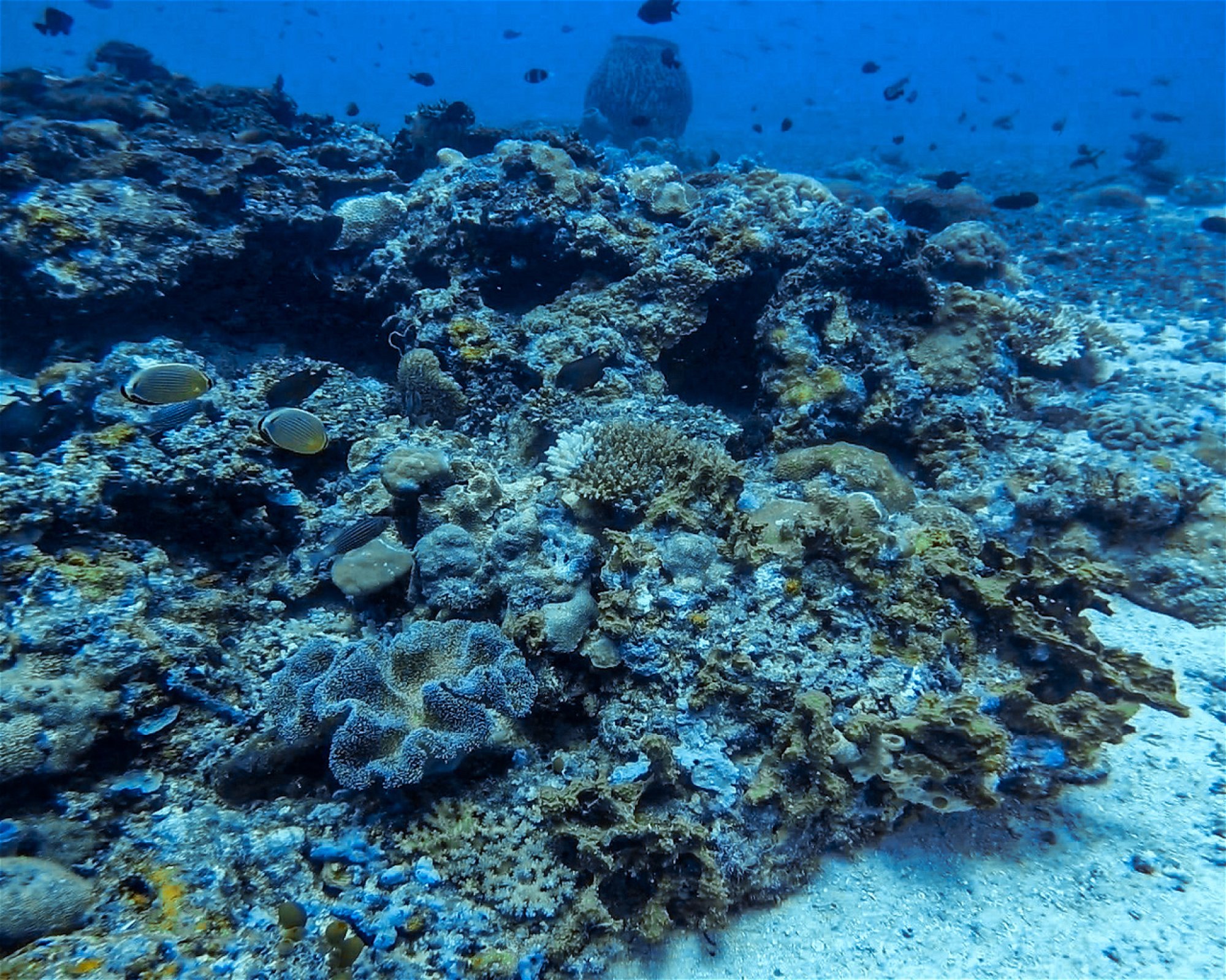 DiveGurus Diving Services Corp., 5608 Malay
