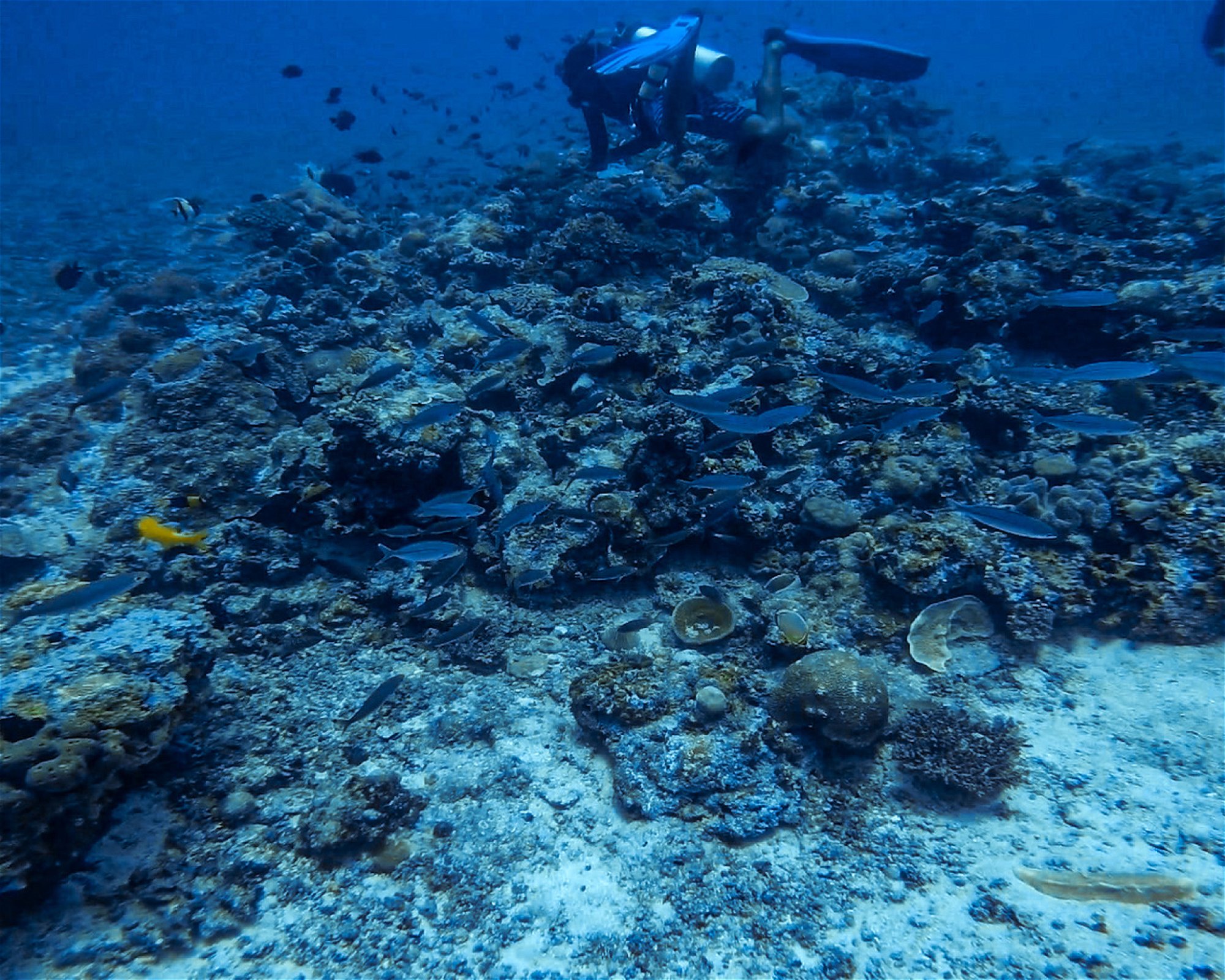 DiveGurus Diving Services Corp., 5608 Malay