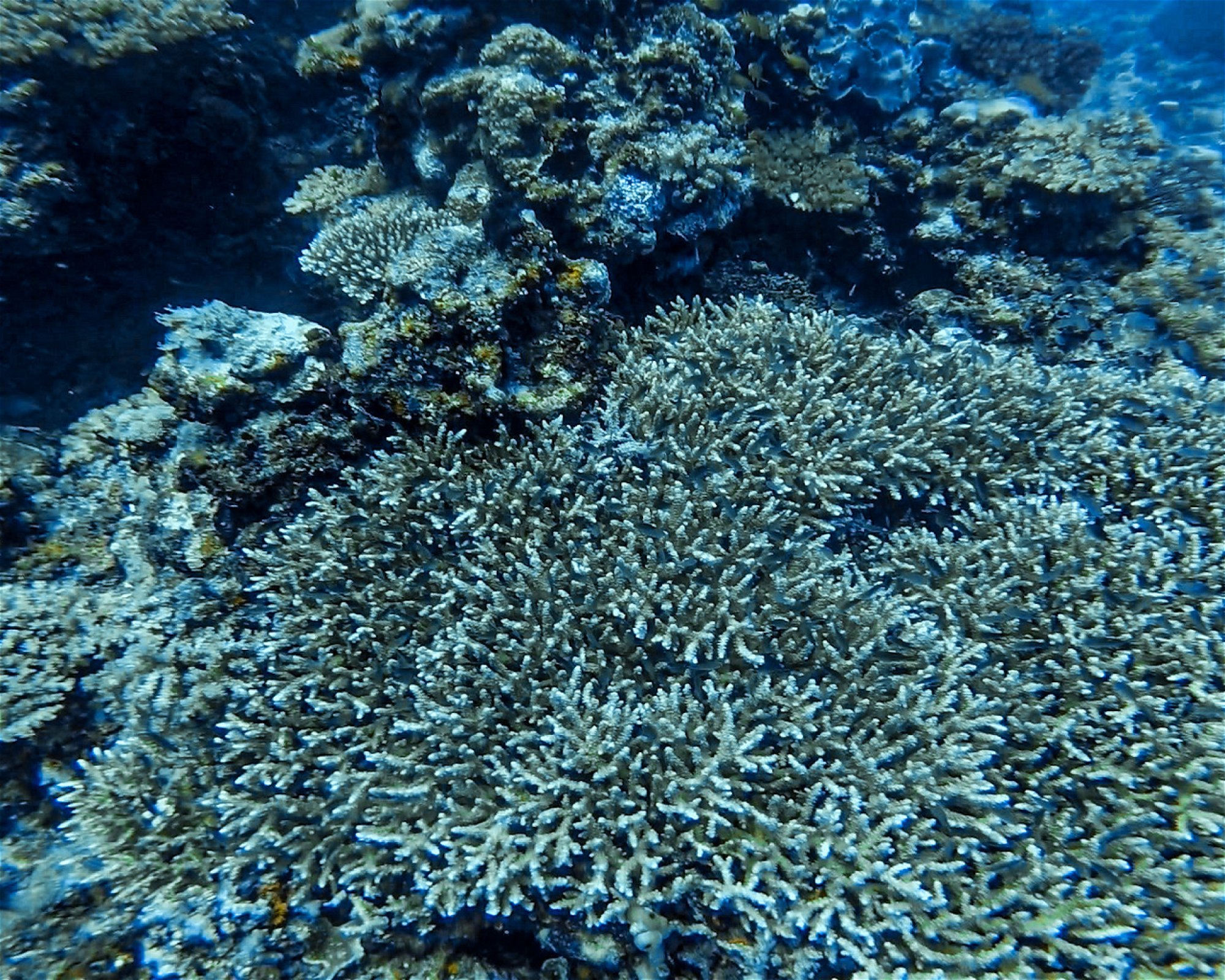 DiveGurus Diving Services Corp., 5608 Malay