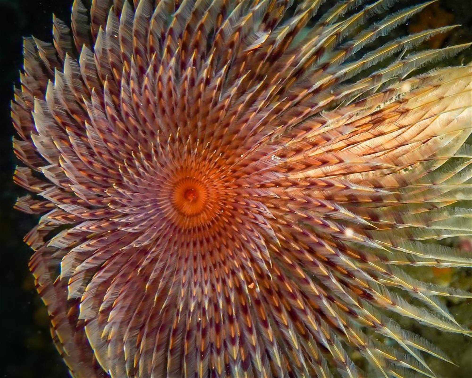 POSEIDON DIVING CENTER, 07041 Alghero