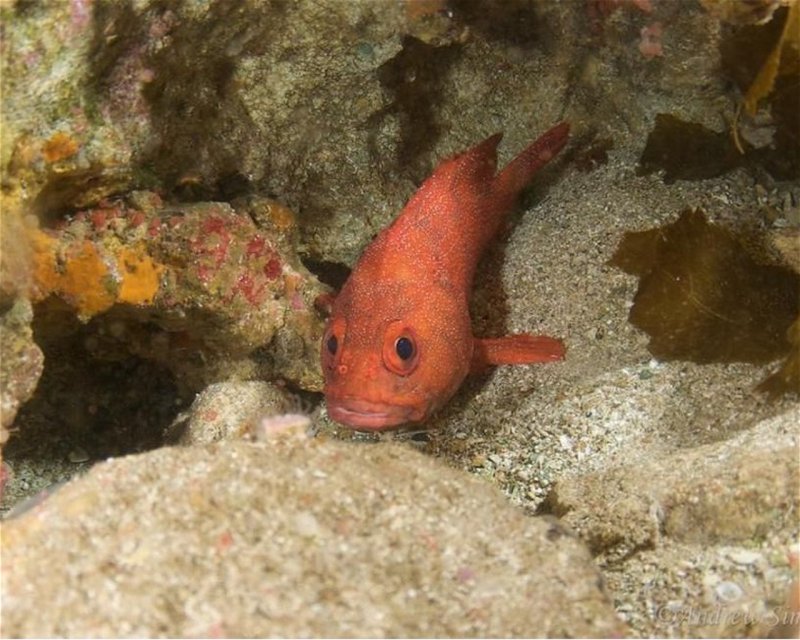Divesite Image