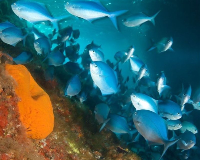 Divesite Image